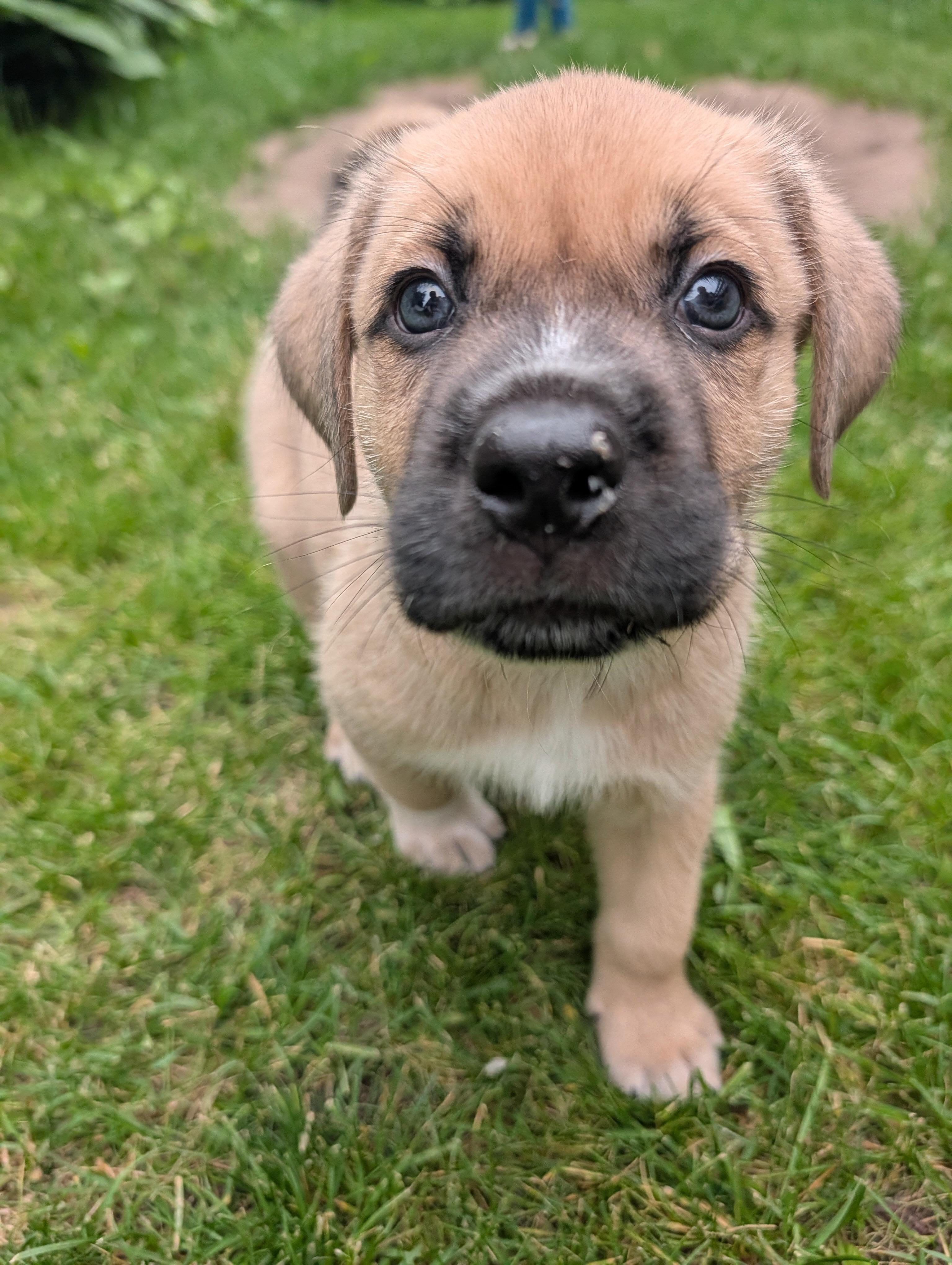 Enlarge Waffles, a Adoptable Mixed Breed in Saskatoon, SK image 1/5