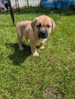 Enlarge Waffles, a Adoptable Mixed Breed in Saskatoon, SK image 2/5