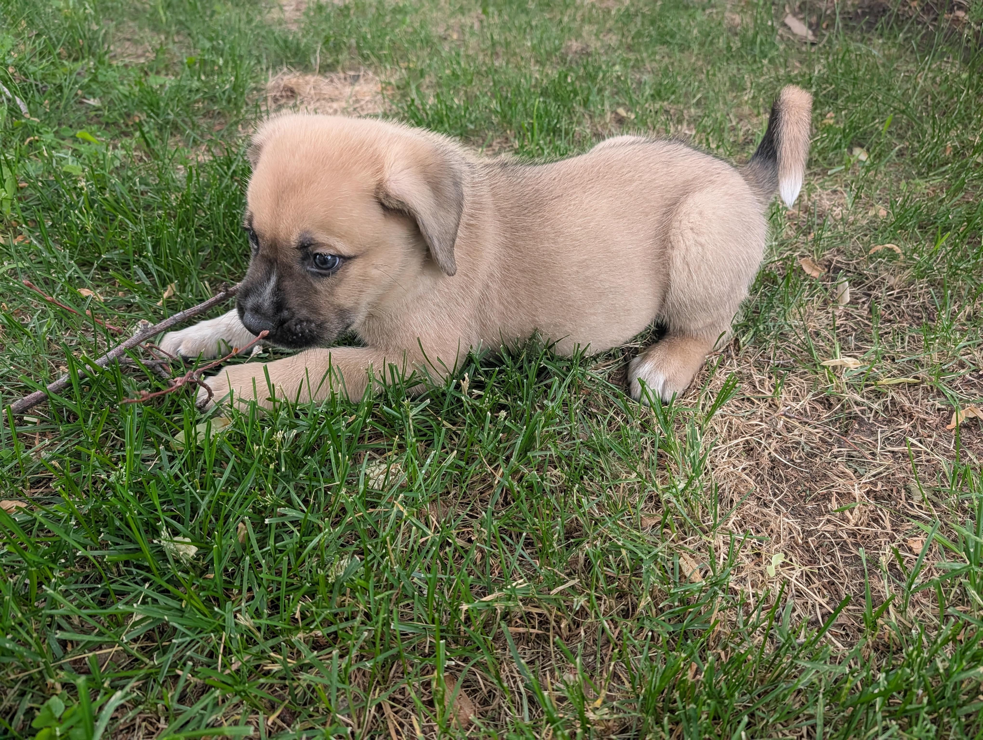 Enlarge Waffles, a Adoptable Mixed Breed in Saskatoon, SK image 4/5