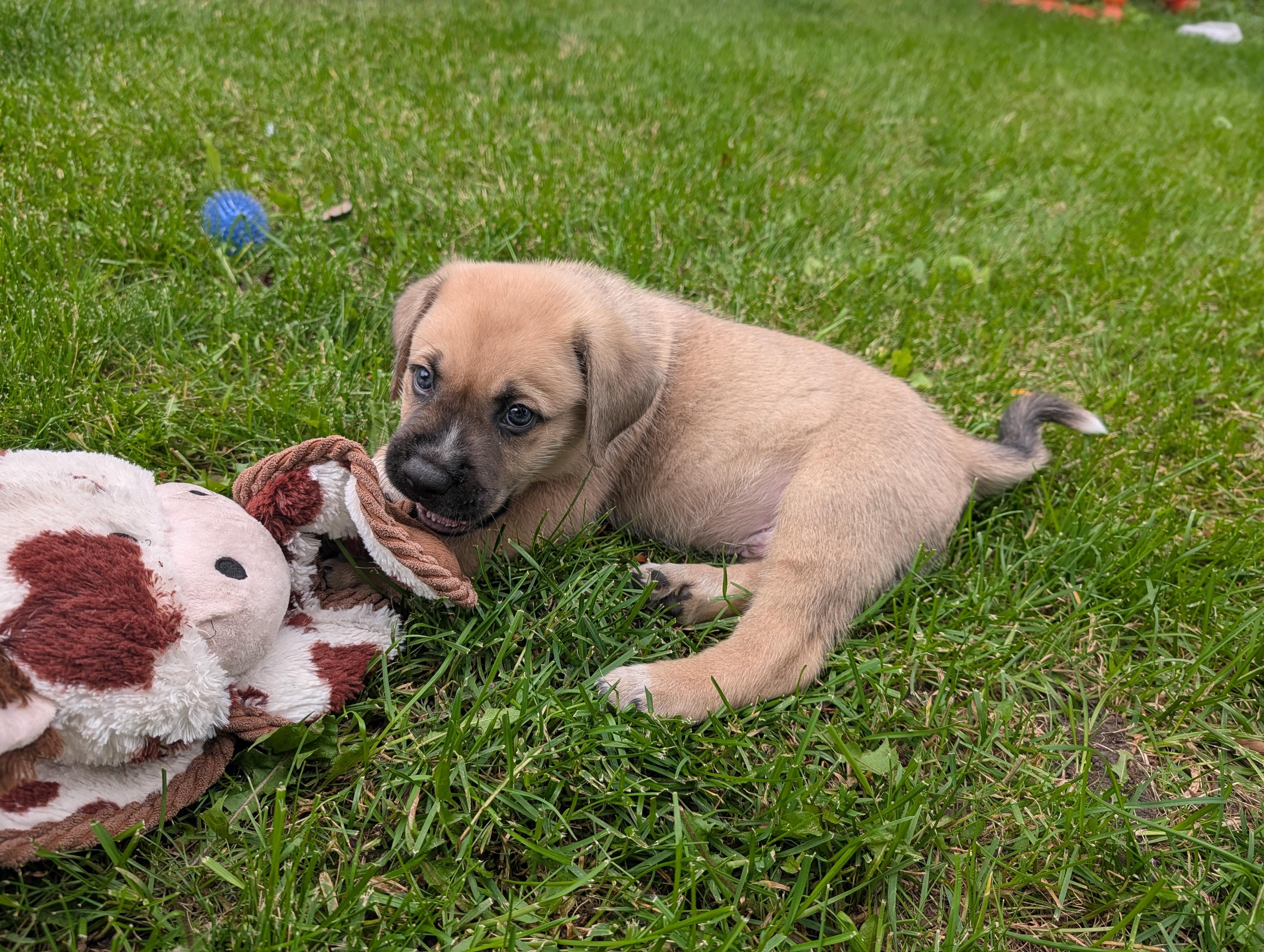Enlarge Waffles, a Adoptable Mixed Breed in Saskatoon, SK image 5/5