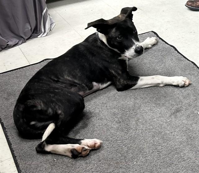 RUMI, Adoptable, Young Female American Staffordshire Terrier & Mixed Breed.