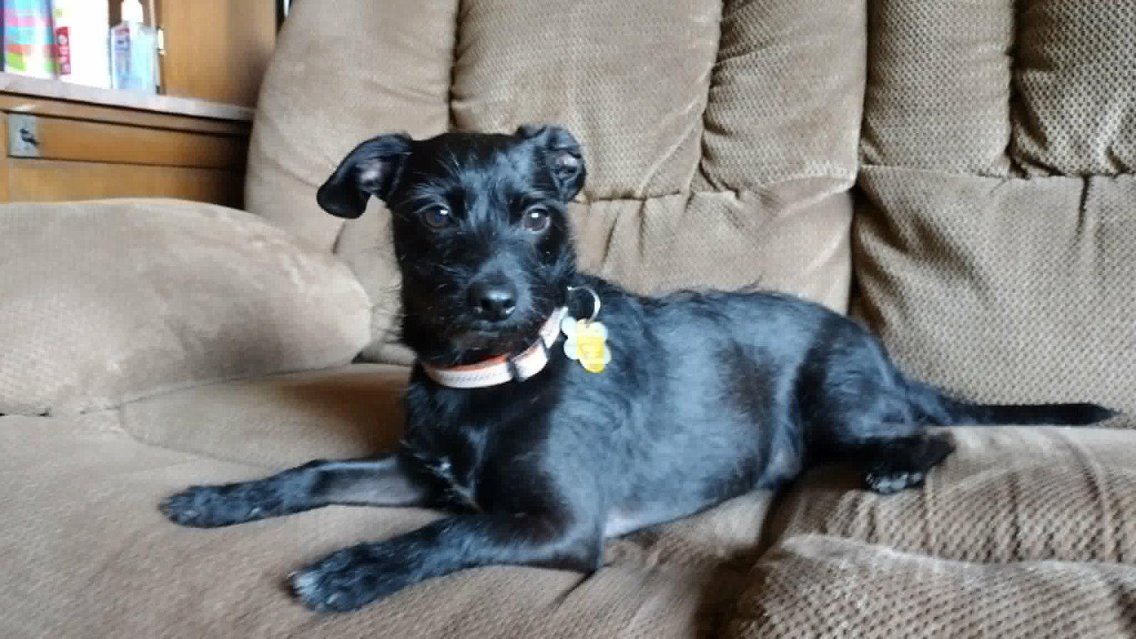 Bert, Adoptable, Adult Male Terrier & Chihuahua.
