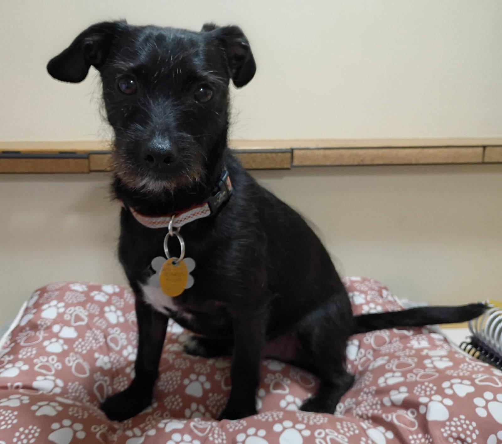 Bert, a Adoptable mixed breed in Crystal, MN image 2/3