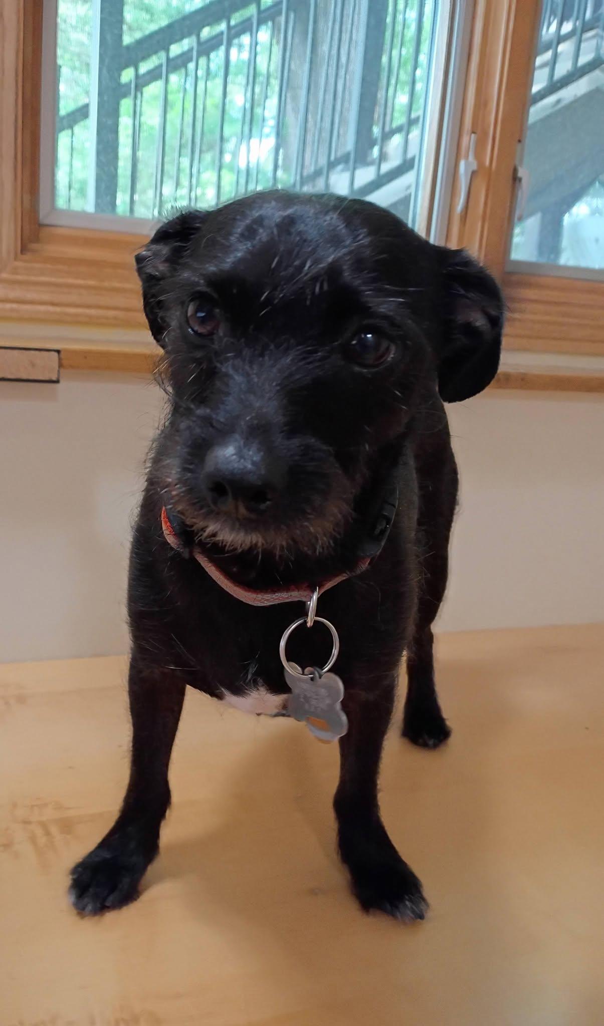 Bert, a Adoptable mixed breed in Crystal, MN image 3/3
