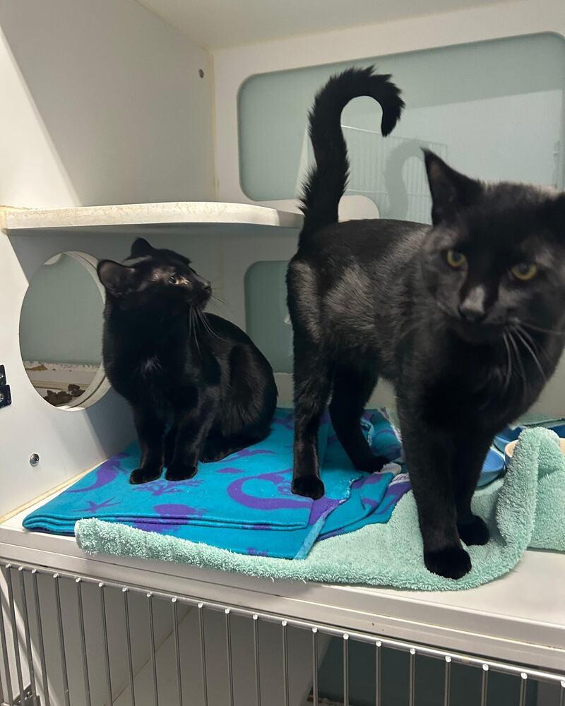 Zoolander, Adoptable, Adult Male Domestic Short Hair.