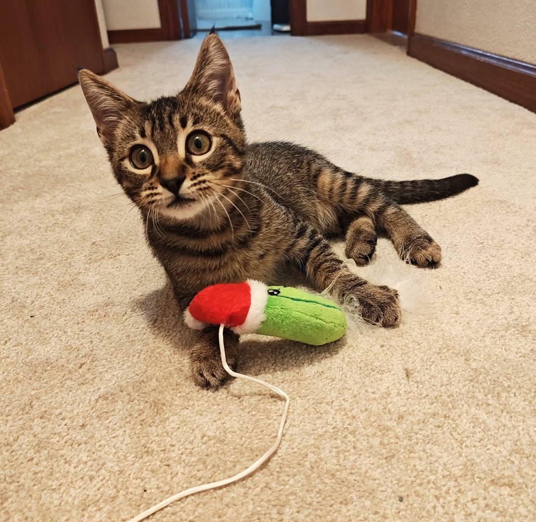 Bobby (Baby Bobcat), ADOPTABLE, Kitten Male Domestic Short Hair.