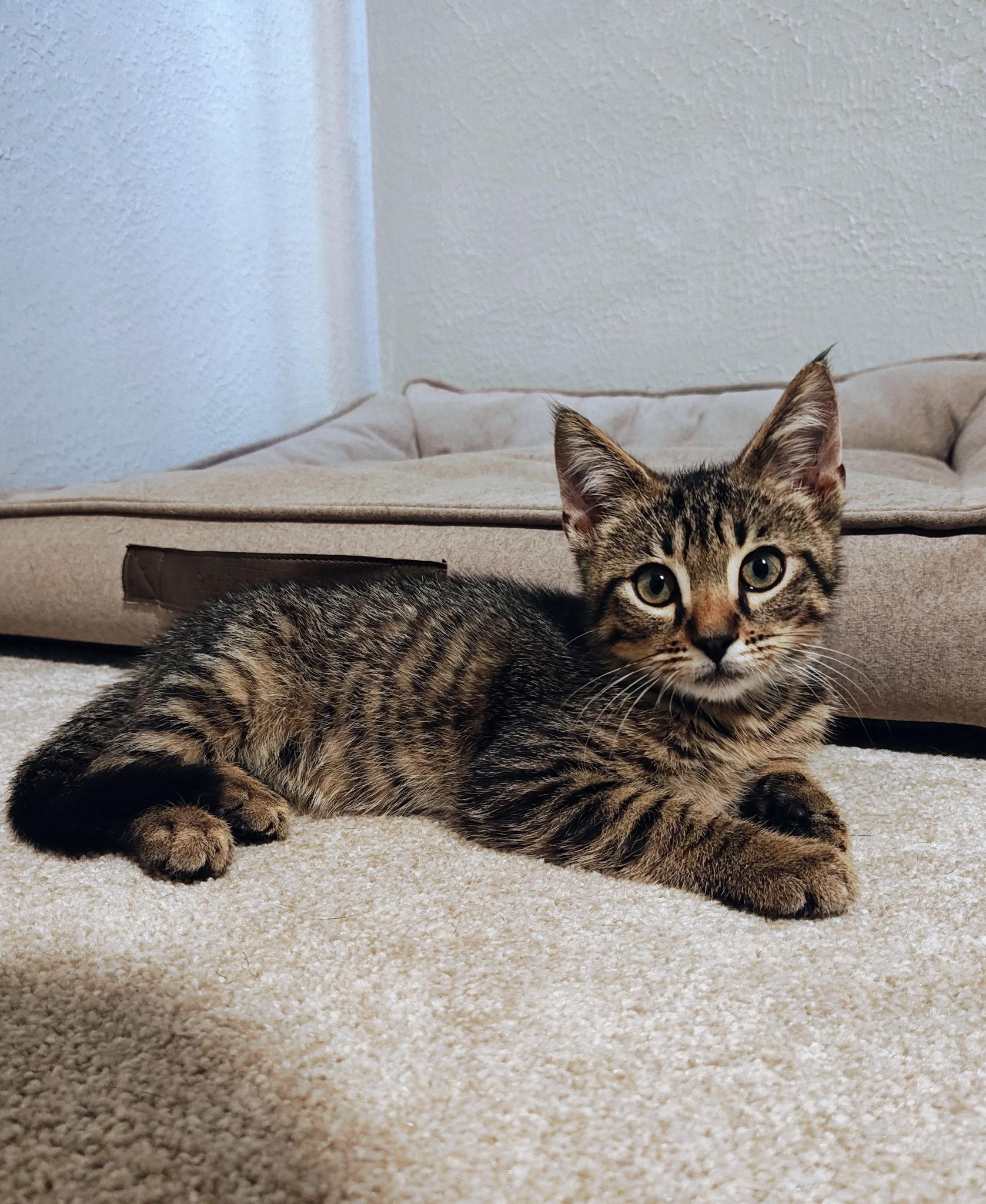 Enlarge Bobby (Baby Bobcat), a ADOPTABLE Domestic Short Hair in Bloomsdale, MO image 2/3