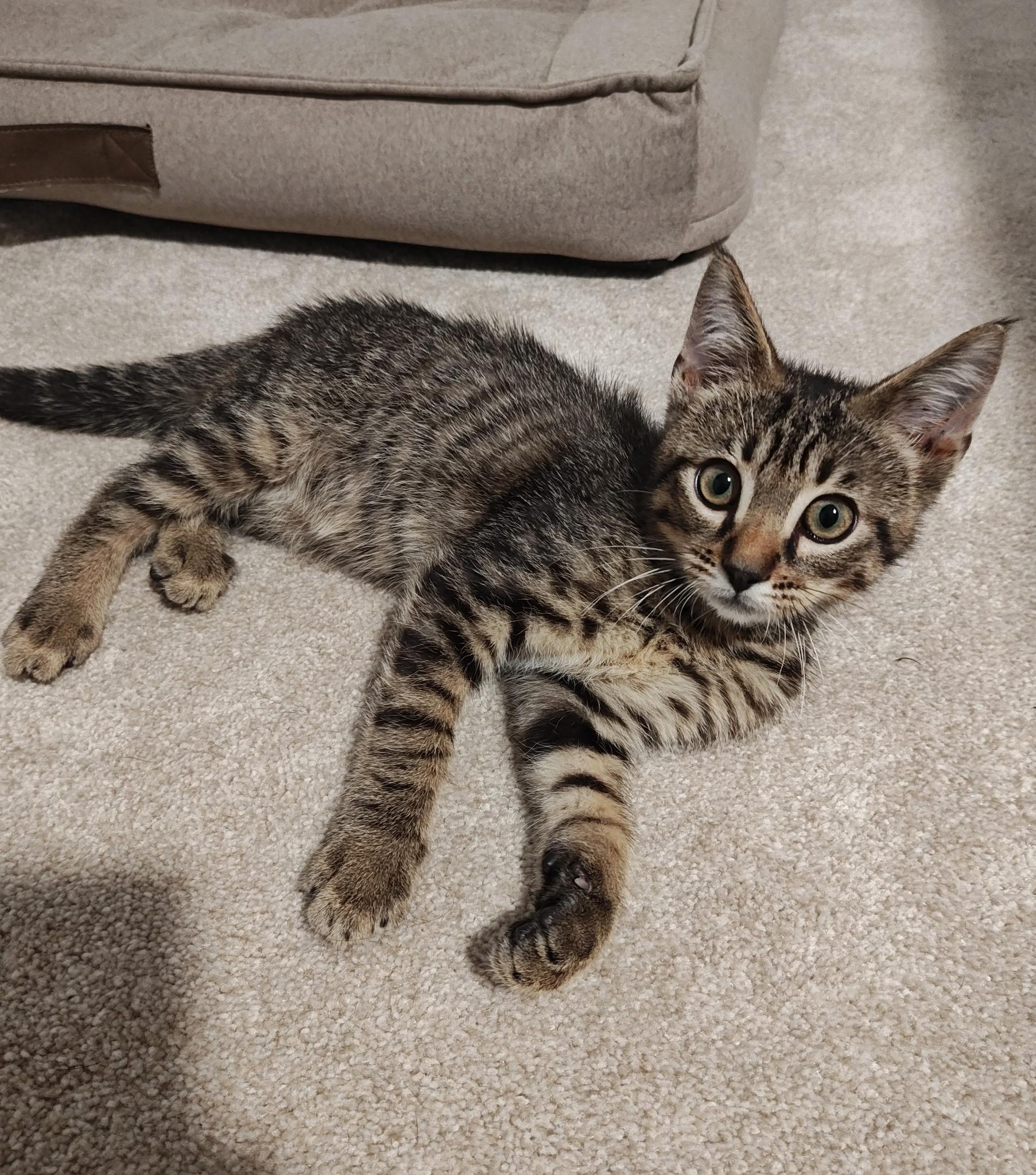 Enlarge Bobby (Baby Bobcat), a ADOPTABLE Domestic Short Hair in Bloomsdale, MO image 3/3