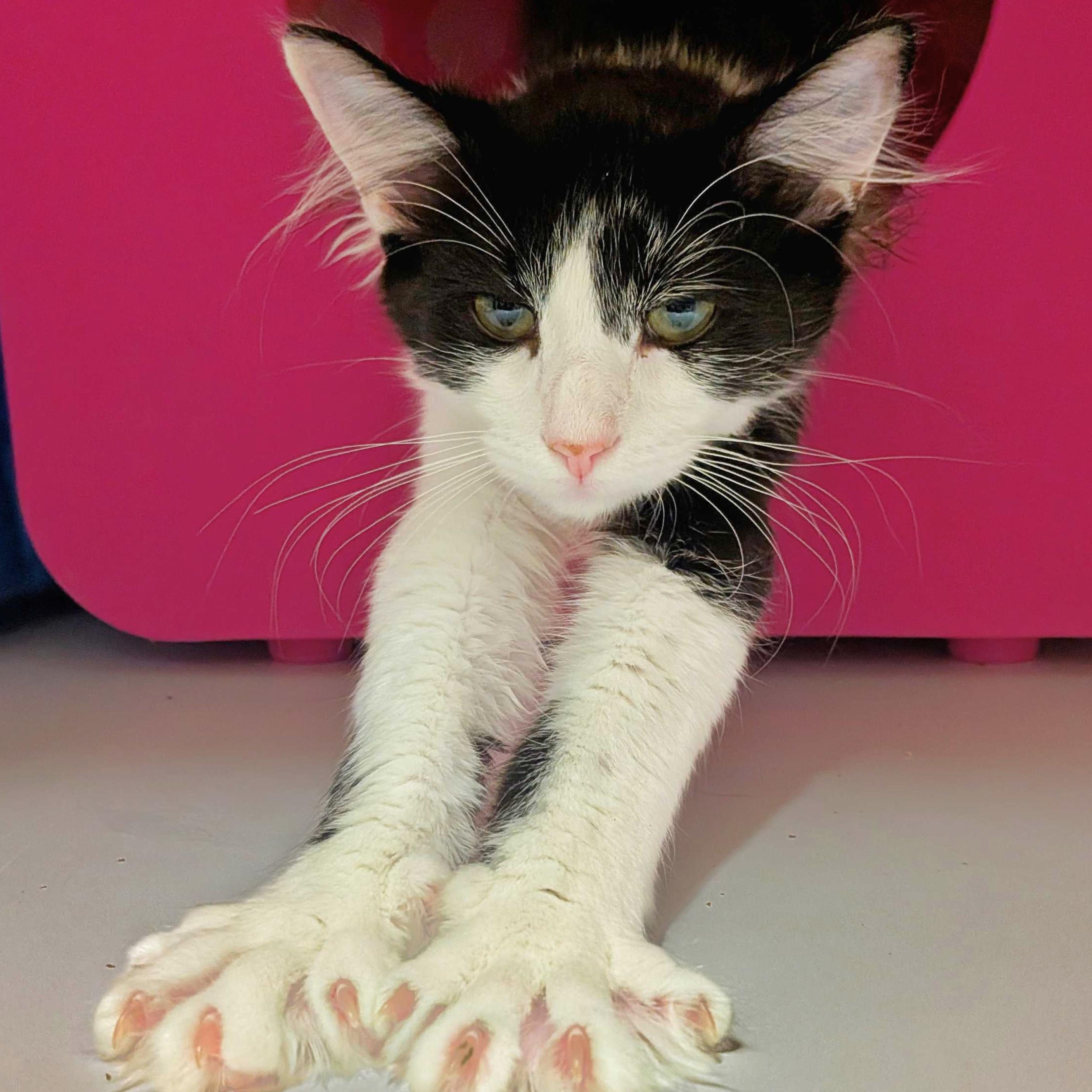 Atlas, Adopted, Young Male Domestic Medium Hair.