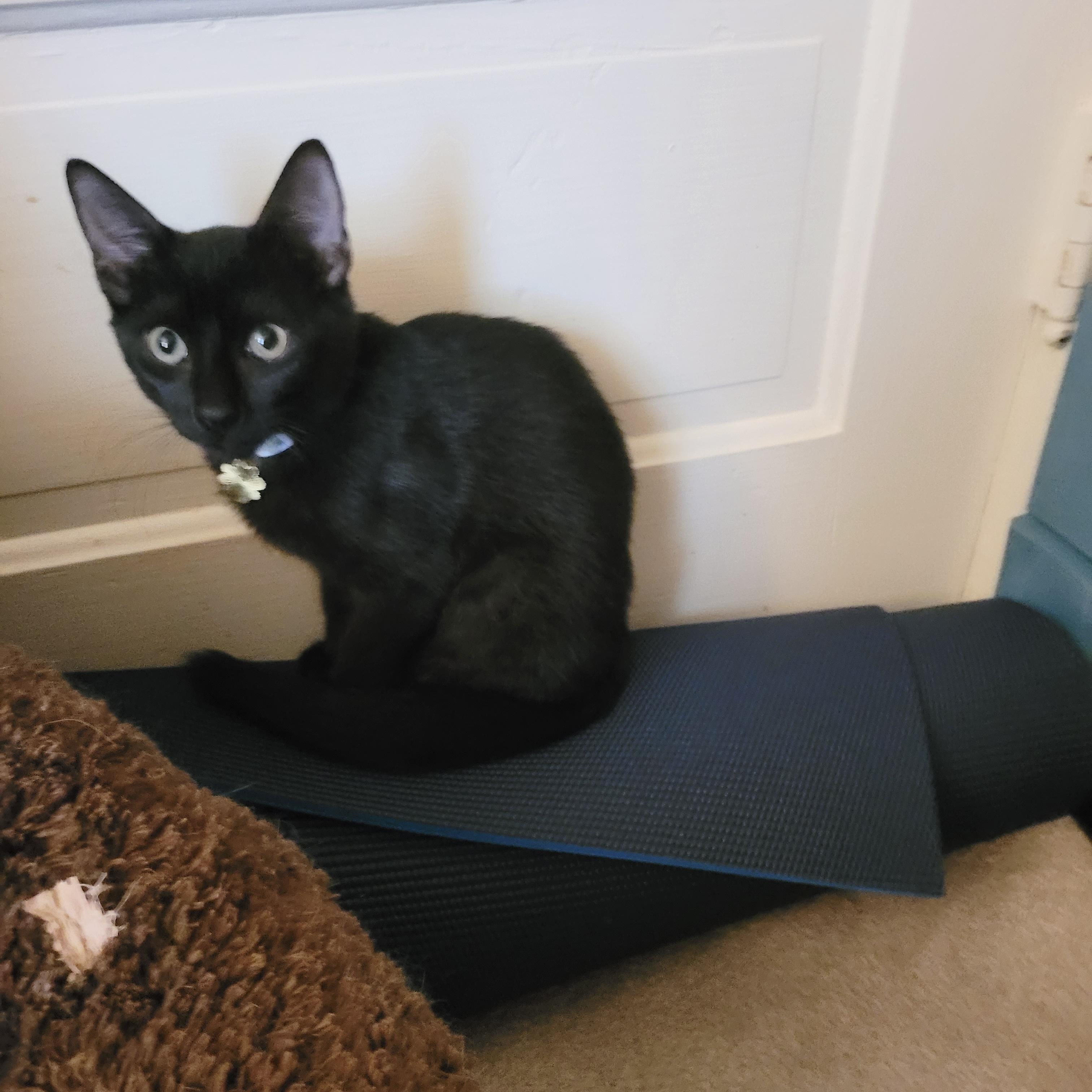 Enlarge Purrrfect Bruno, a ADOPTABLE mixed breed in West Hartford , CT image 4/4
