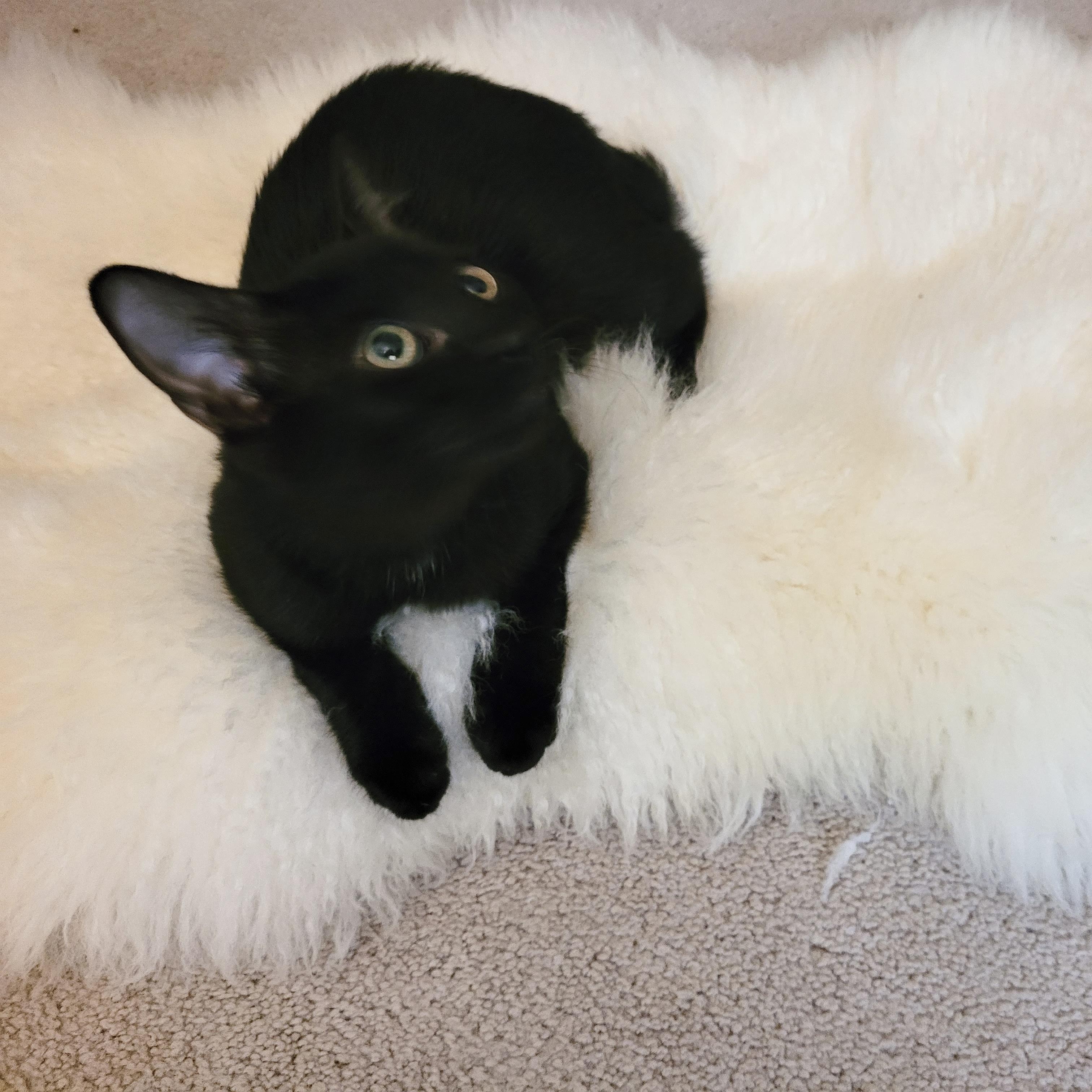 Enlarge Purrrfect Bruno, a ADOPTABLE mixed breed in West Hartford , CT image 3/4