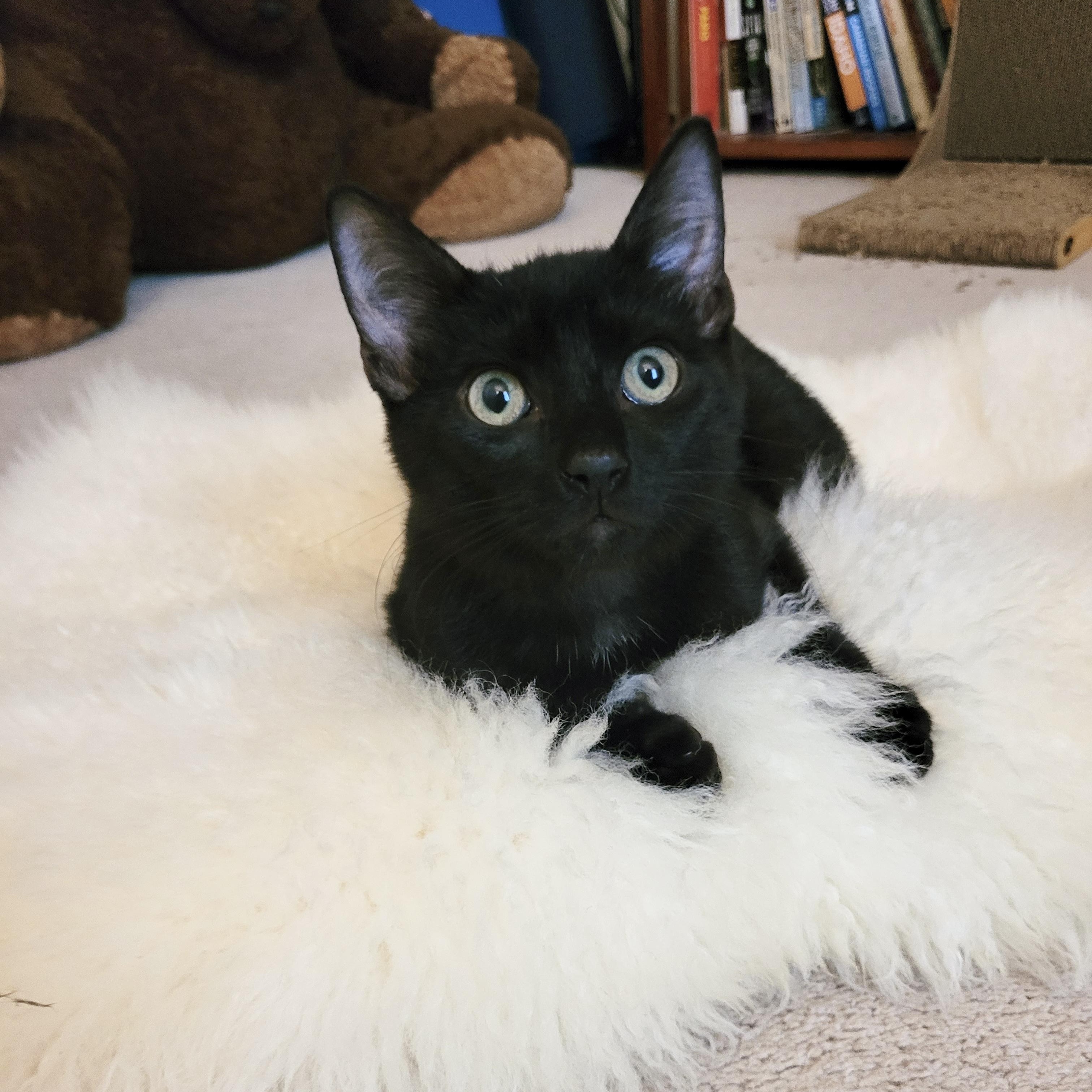 Purrrfect Bruno, ADOPTABLE, Kitten Male Domestic Short Hair & Bombay.