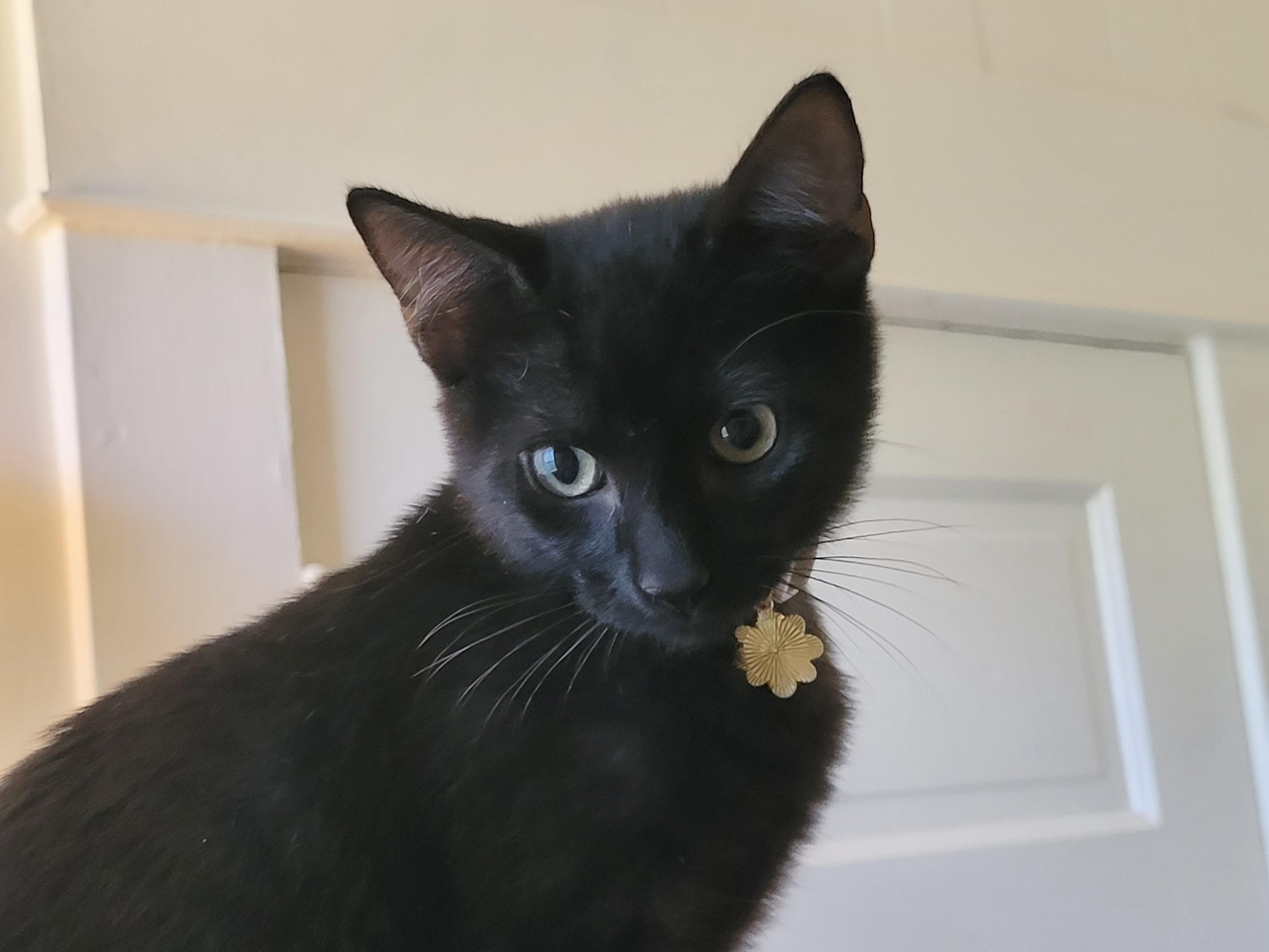Enlarge Purrrfect Bruno, a ADOPTABLE mixed breed in West Hartford , CT image 2/4
