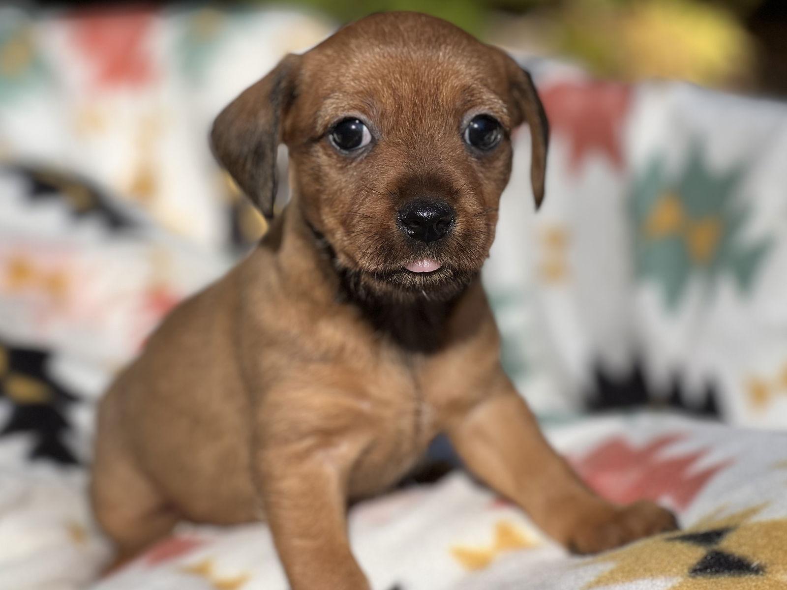 Cobbler, Adopted, Puppy Female Dachshund & Miniature Pinscher.