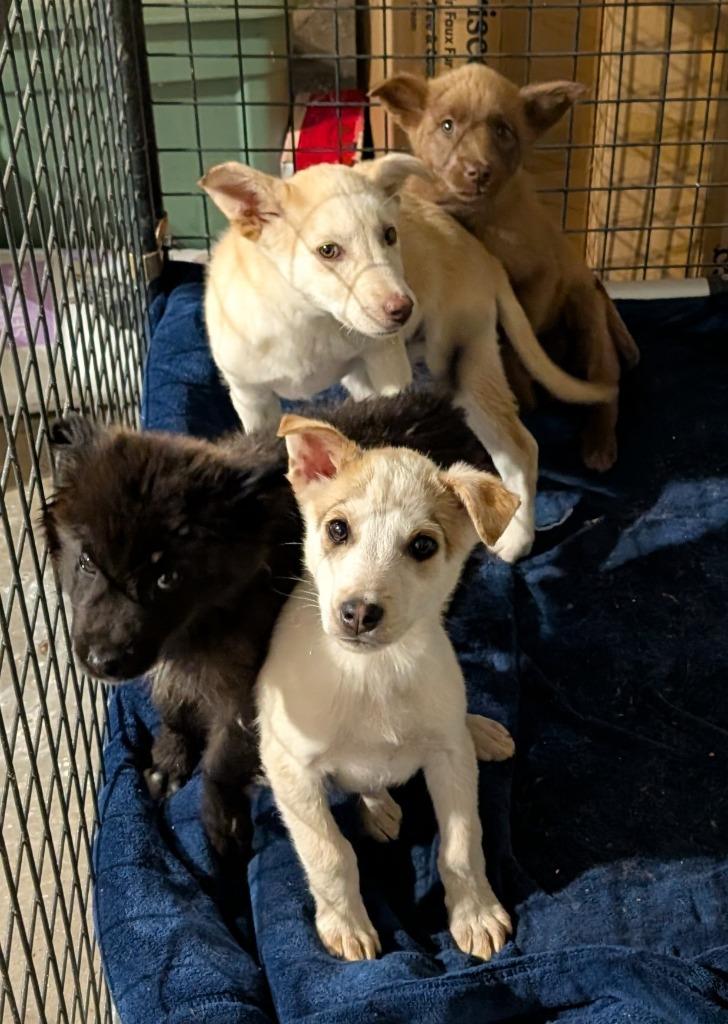 Brave, Adoptable, Puppy Female Mixed Breed.