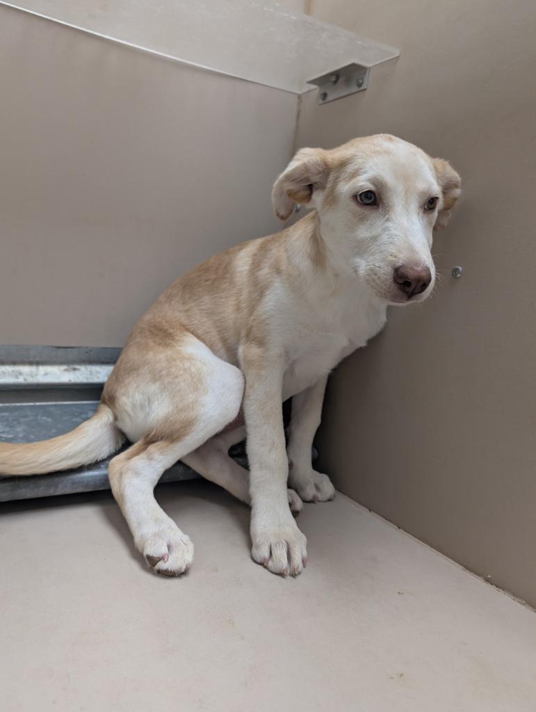 Enlarge Brave, a Adoptable mixed breed in Havre, MT image 2/2