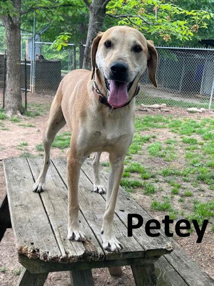 Petey, a Adoptable mixed breed in Mountain View, AR image 1/3