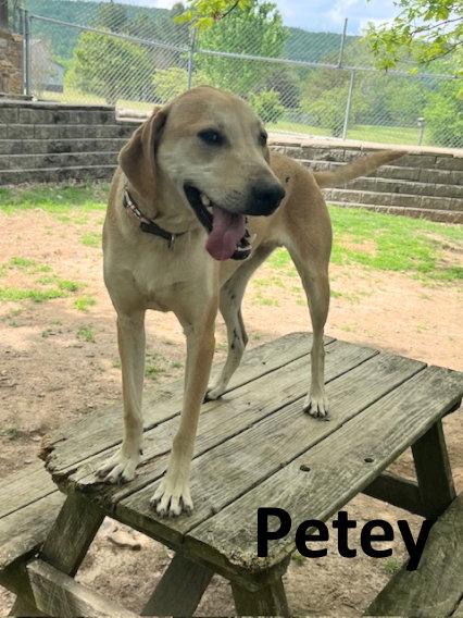 Enlarge Petey, a Adoptable mixed breed in Mountain View, AR image 2/3