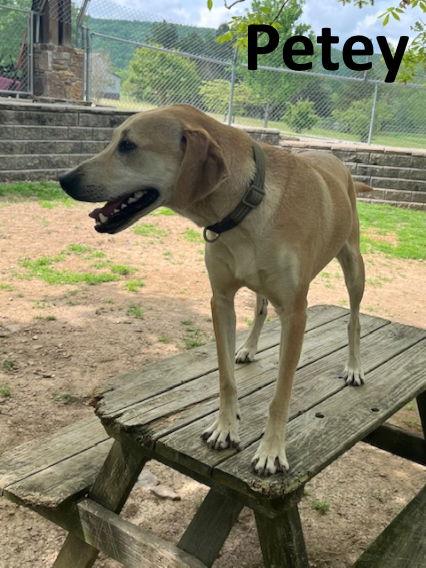 Petey, a Adoptable mixed breed in Mountain View, AR image 2/3