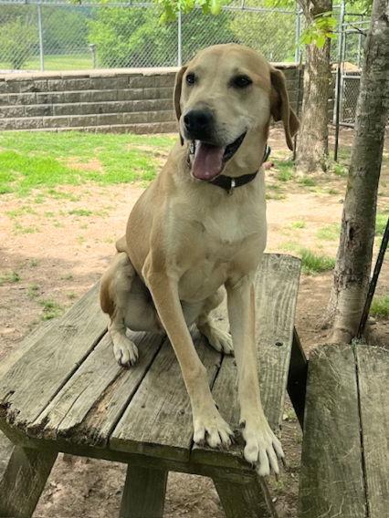 Petey, a Adoptable mixed breed in Mountain View, AR image 3/3