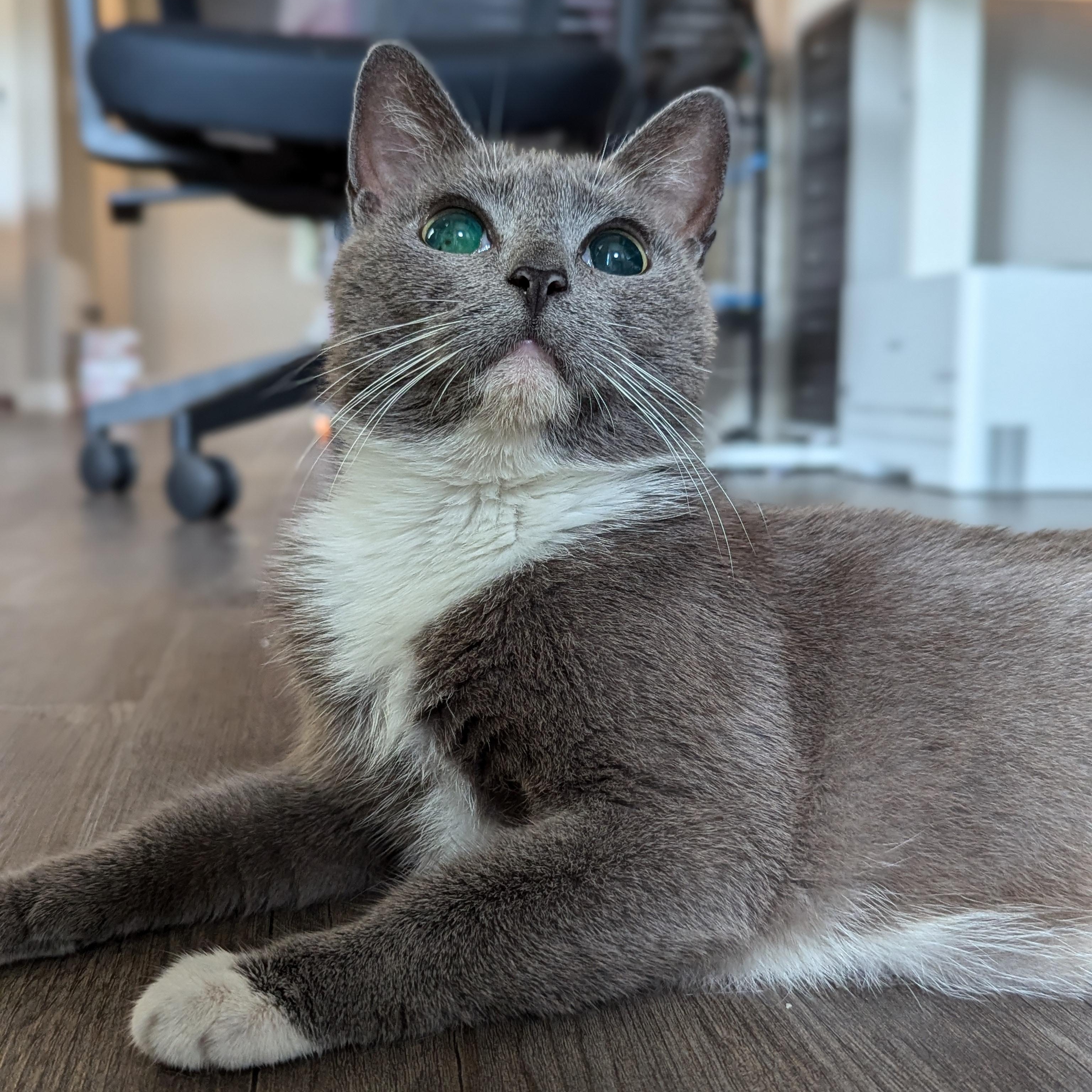 Enlarge Molly (Blind Loving Senior), an adopted mixed breed in Atlanta, GA image 4/6