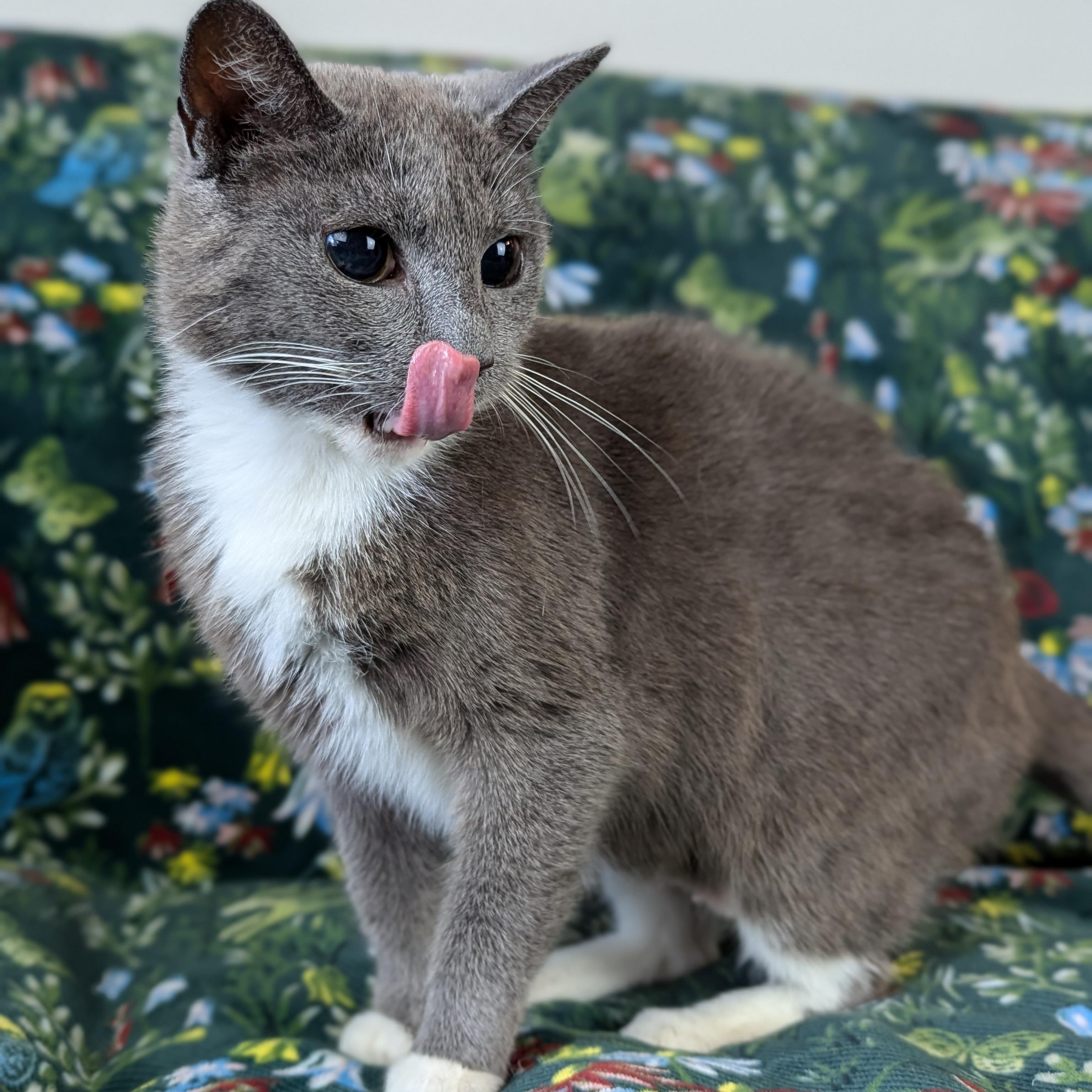 Enlarge Molly (Blind Loving Senior), an adopted mixed breed in Atlanta, GA image 6/6