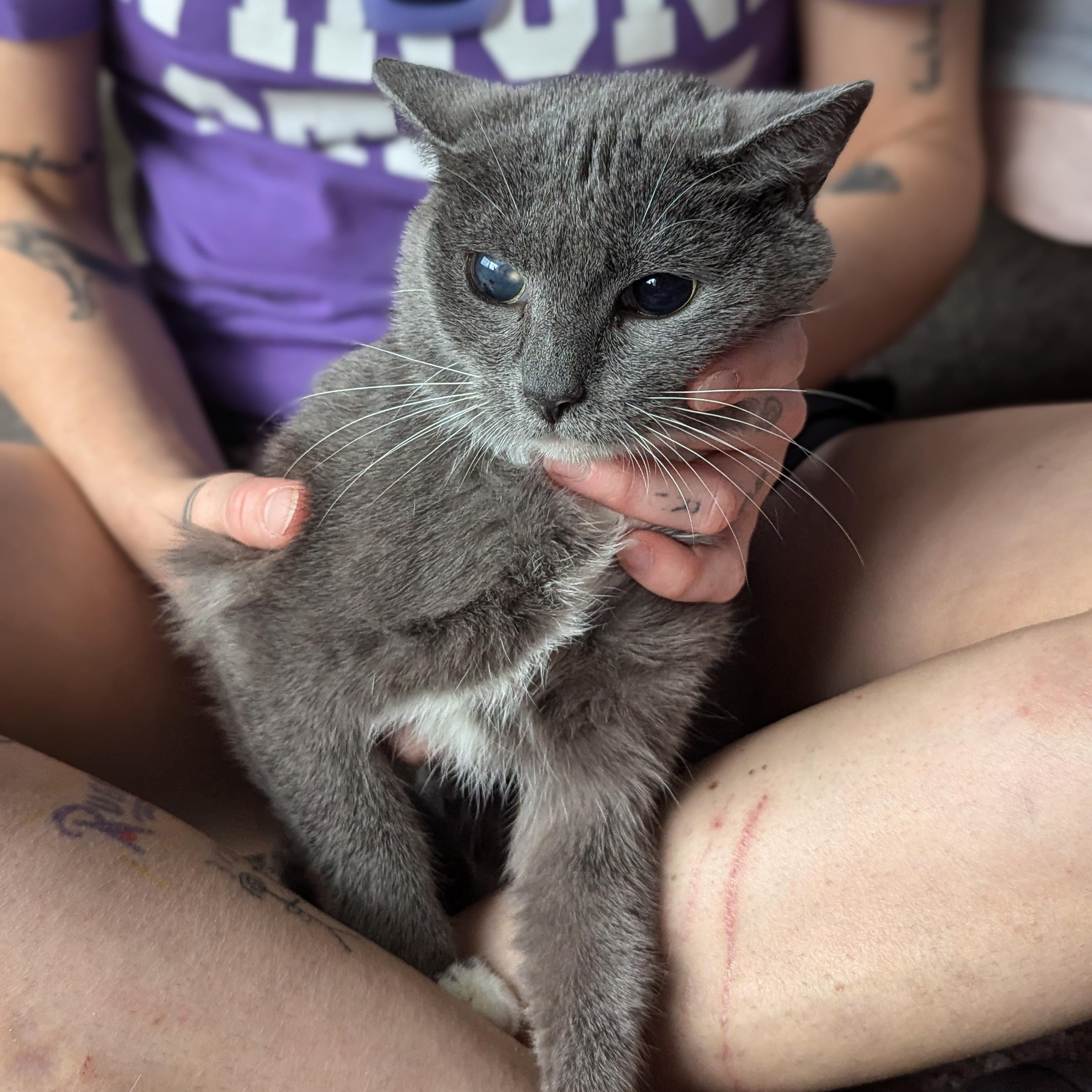 Enlarge Molly (Blind Loving Senior), an adopted mixed breed in Atlanta, GA image 5/6