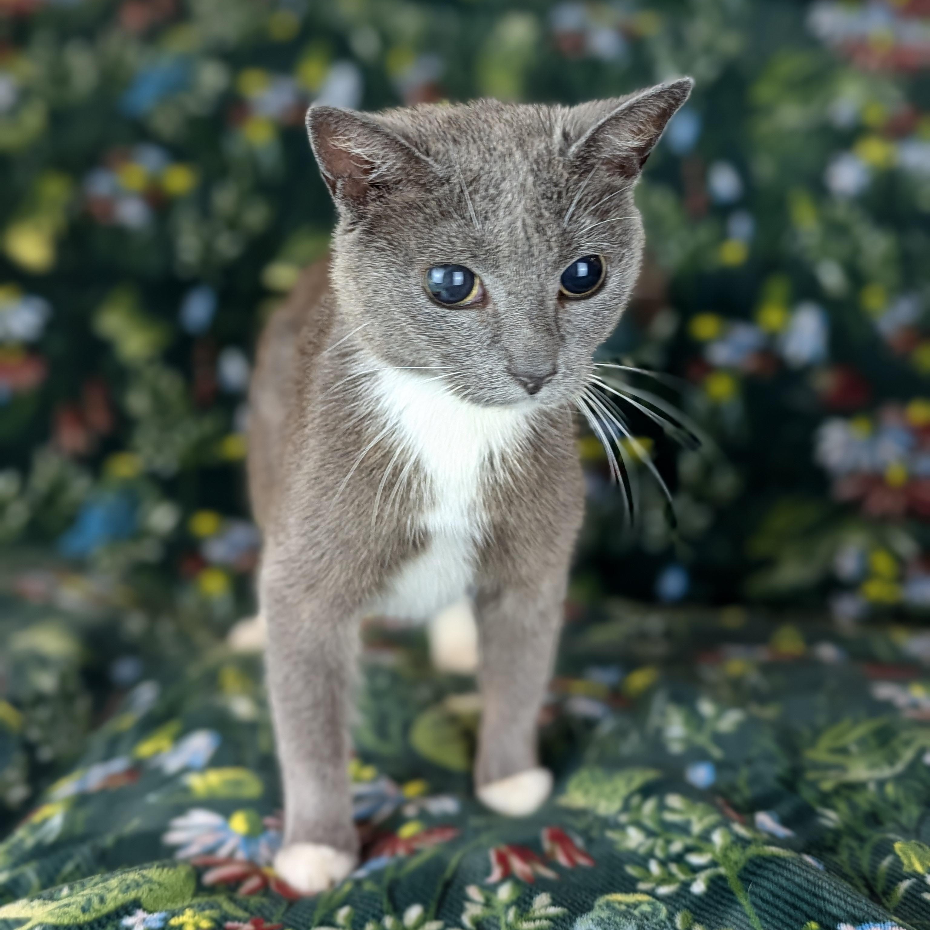 Molly (Blind Loving Senior), Adoptable, Senior Female Russian Blue & Domestic Short Hair.