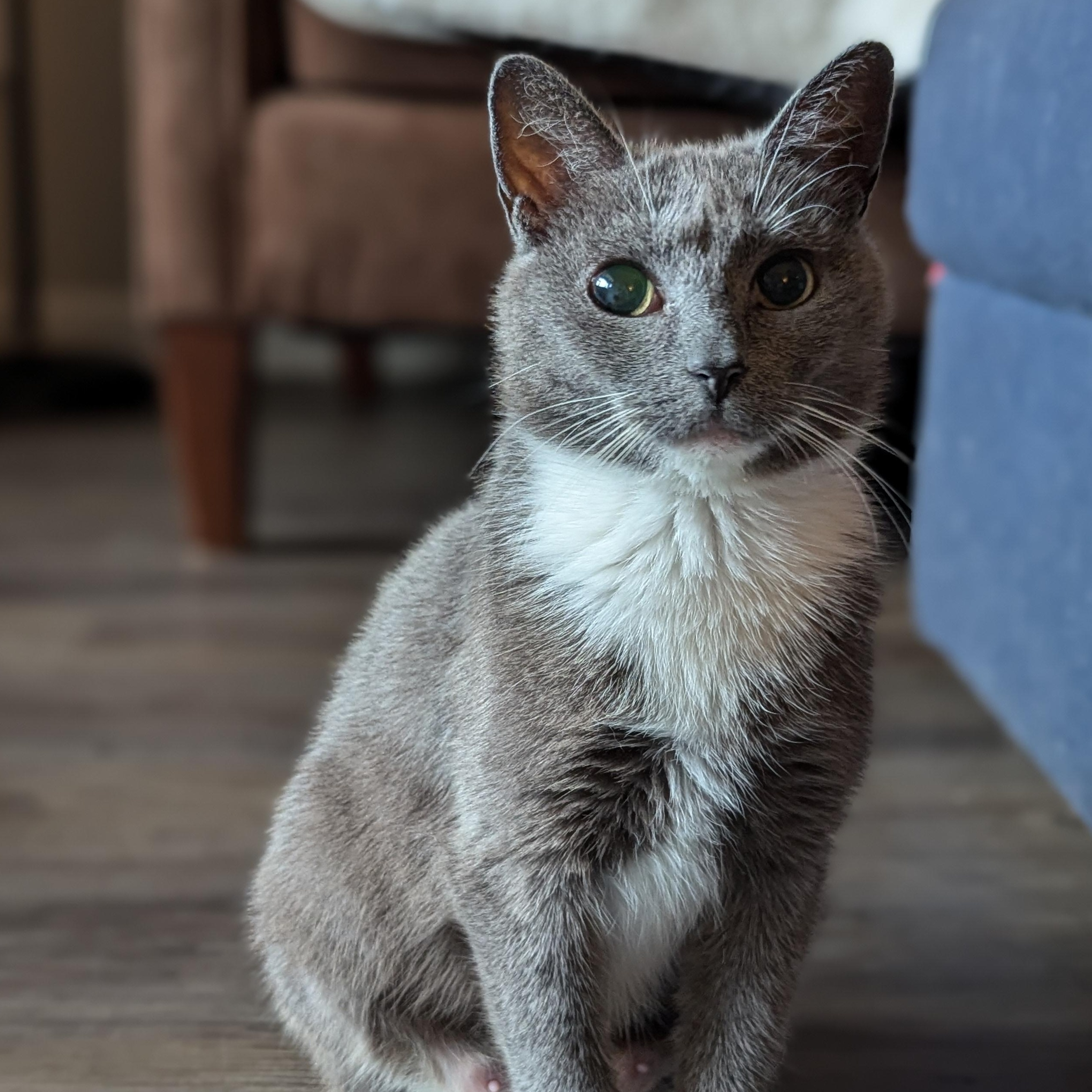 Enlarge Molly (Blind Loving Senior), an adopted mixed breed in Atlanta, GA image 3/6