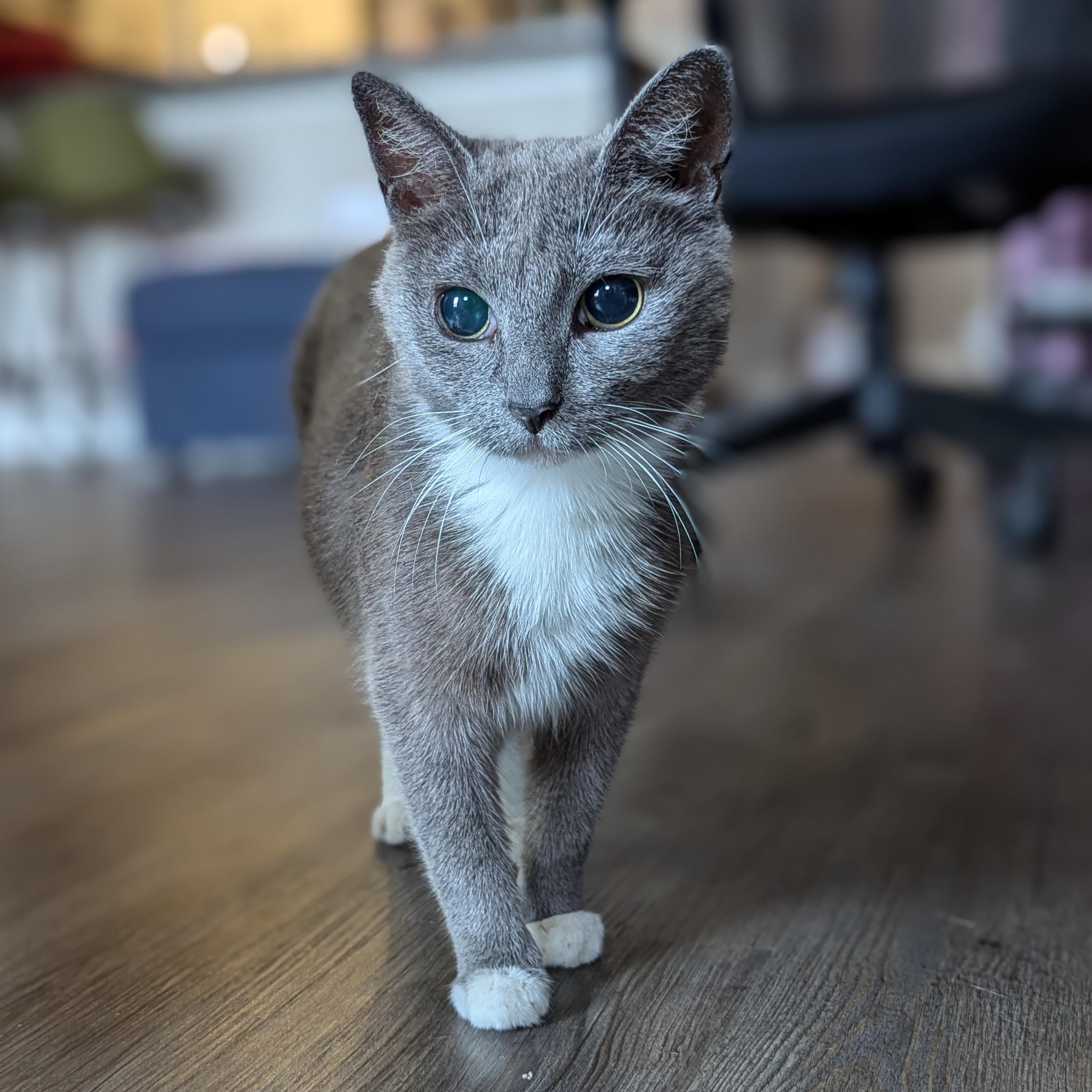 Enlarge Molly (Blind Loving Senior), an adopted mixed breed in Atlanta, GA image 2/6