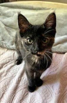 Enlarge 6674 (Bea), a Adopted mixed breed in Lake City, MI image 1/1