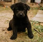 Enlarge Curly, an adopted mixed breed in Tylertown, MS image 1/1