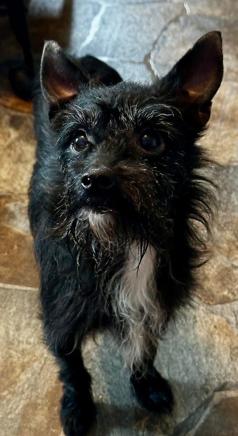 Enlarge Hacker, a Adopted mixed breed in Sistersville, WV image 1/3