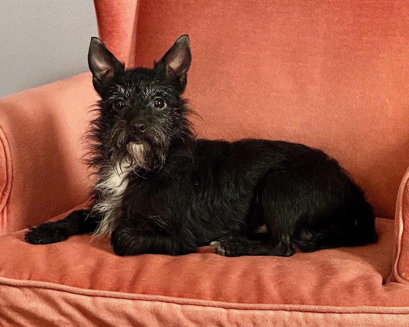 Enlarge Hacker, a Adopted mixed breed in Sistersville, WV image 2/3