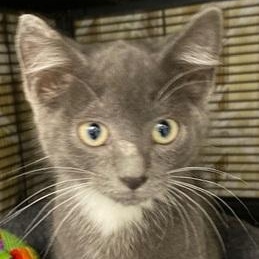 Dexter, ADOPTABLE, Young Male Domestic Short Hair.