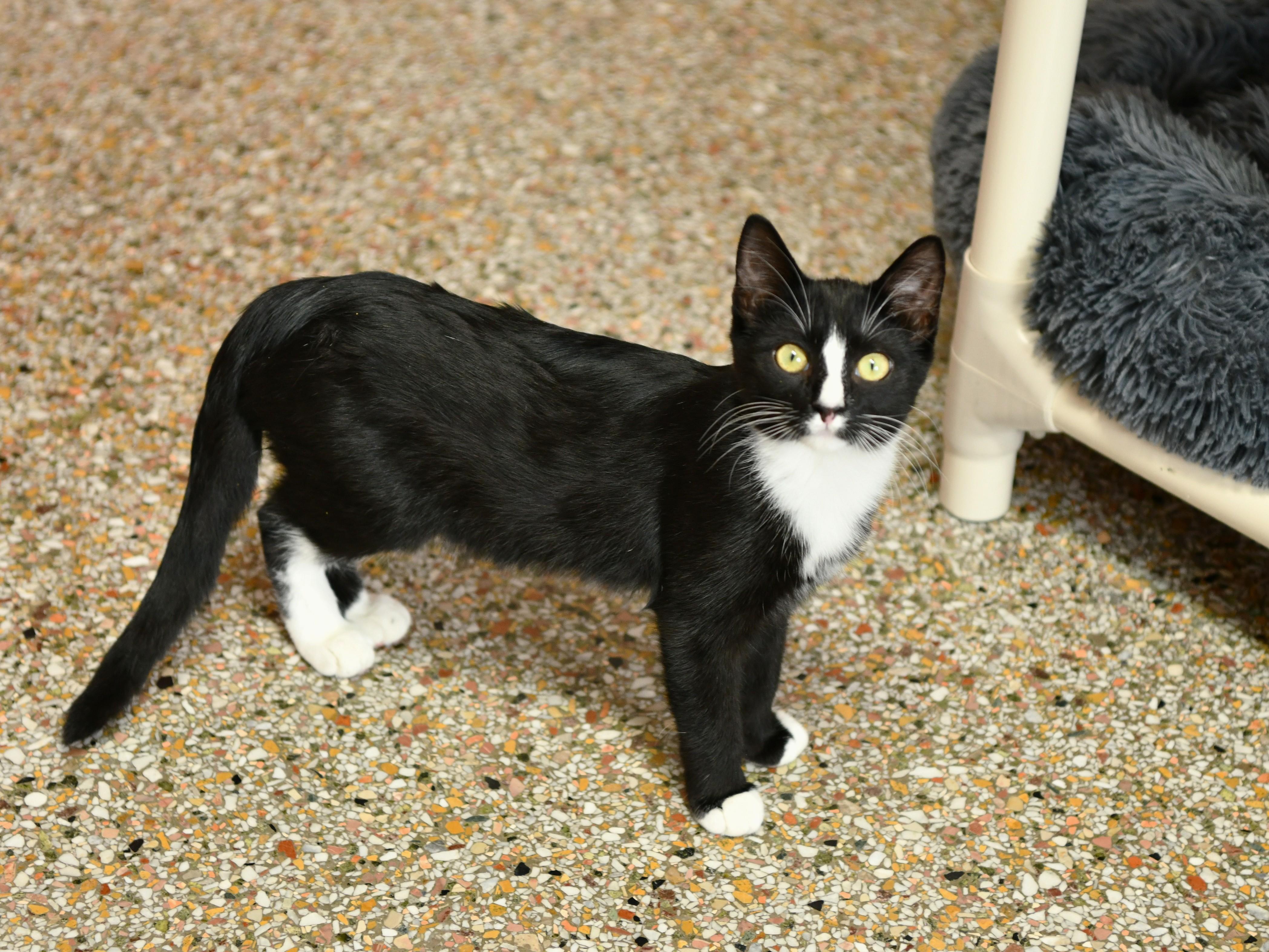 Enlarge Ember, a Adoptable Domestic Short Hair in Fairhope, AL image 4/4