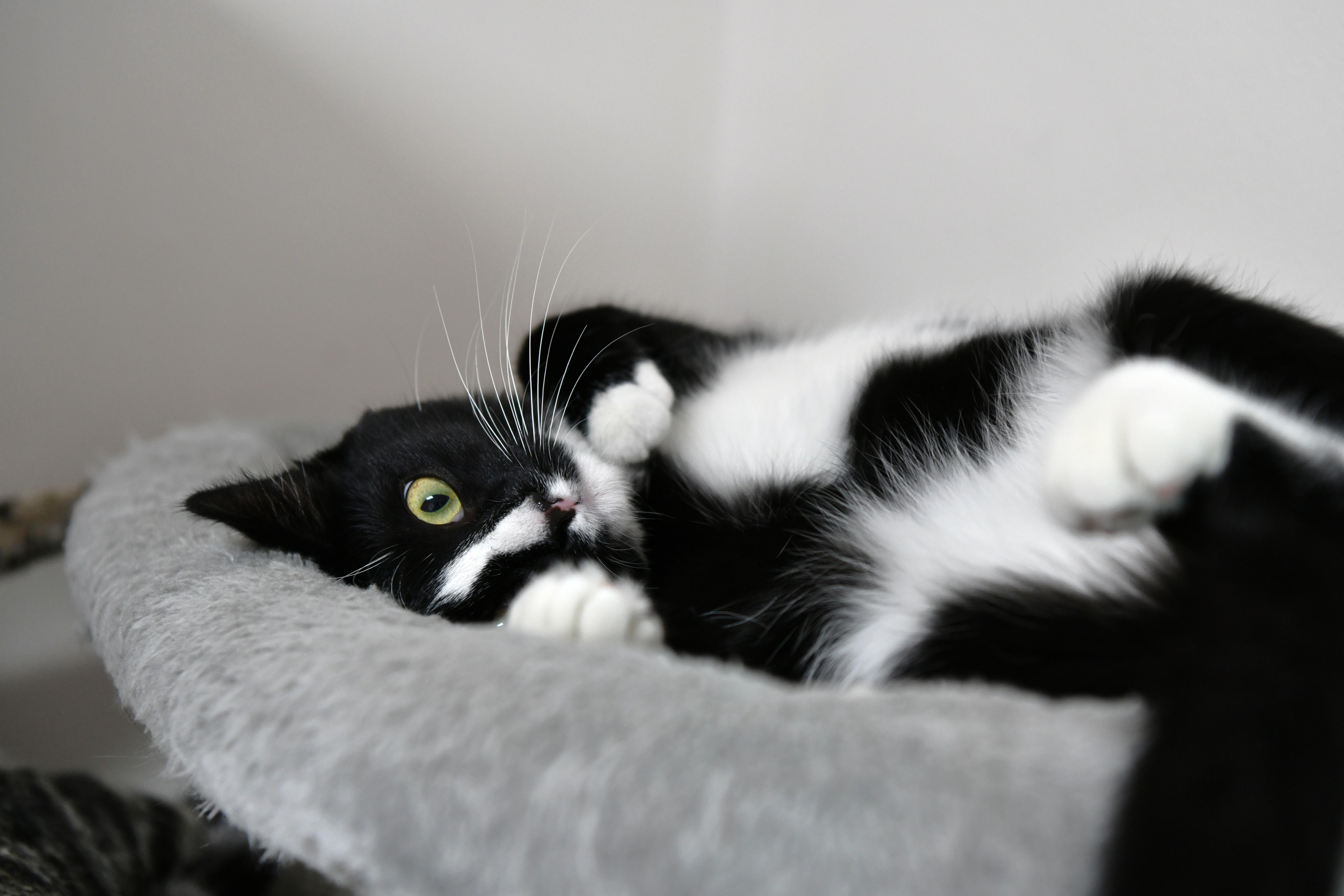 Ember, Adoptable, Young Male Domestic Short Hair.