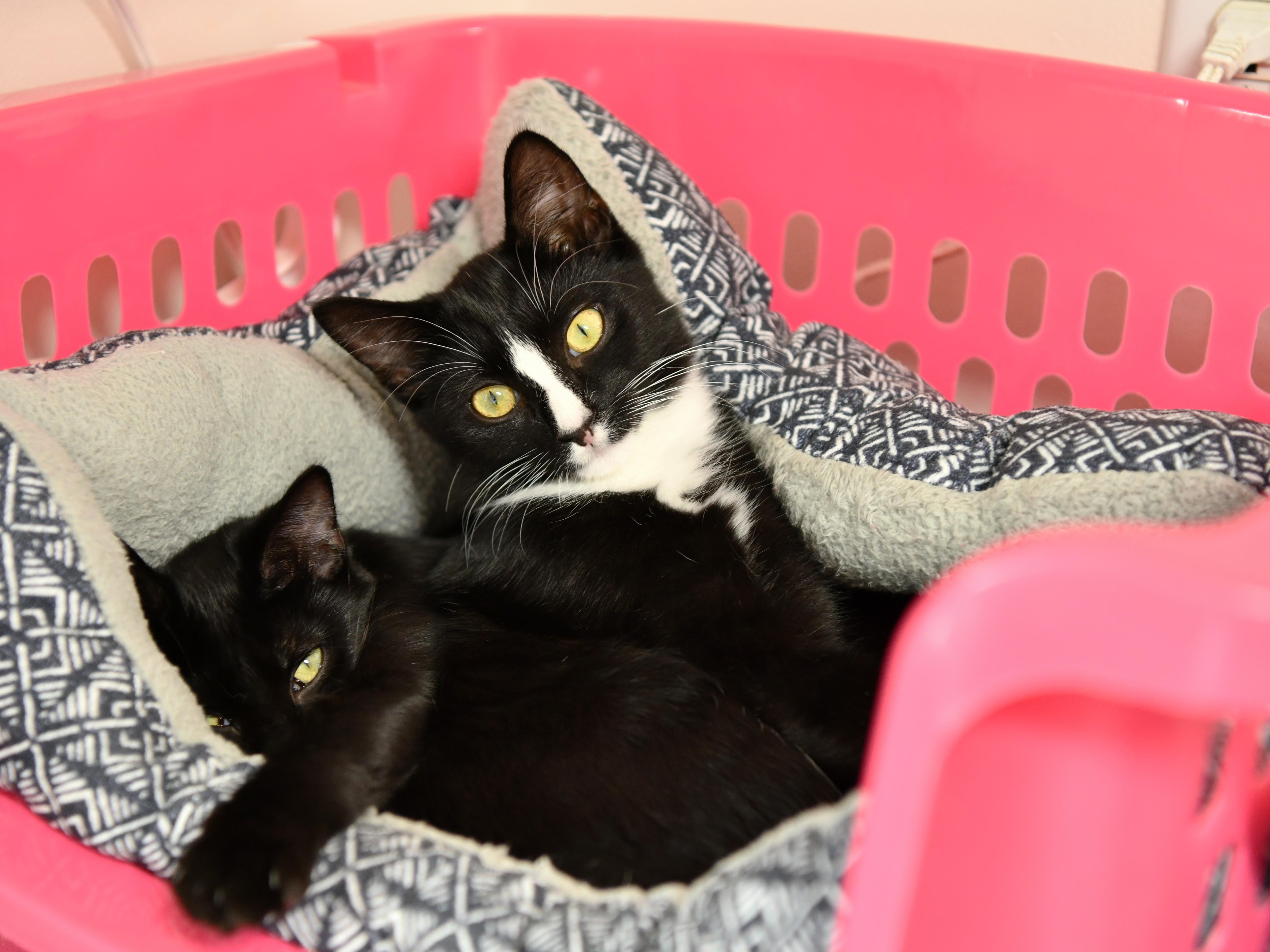 Enlarge Ember, a Adoptable Domestic Short Hair in Fairhope, AL image 3/4