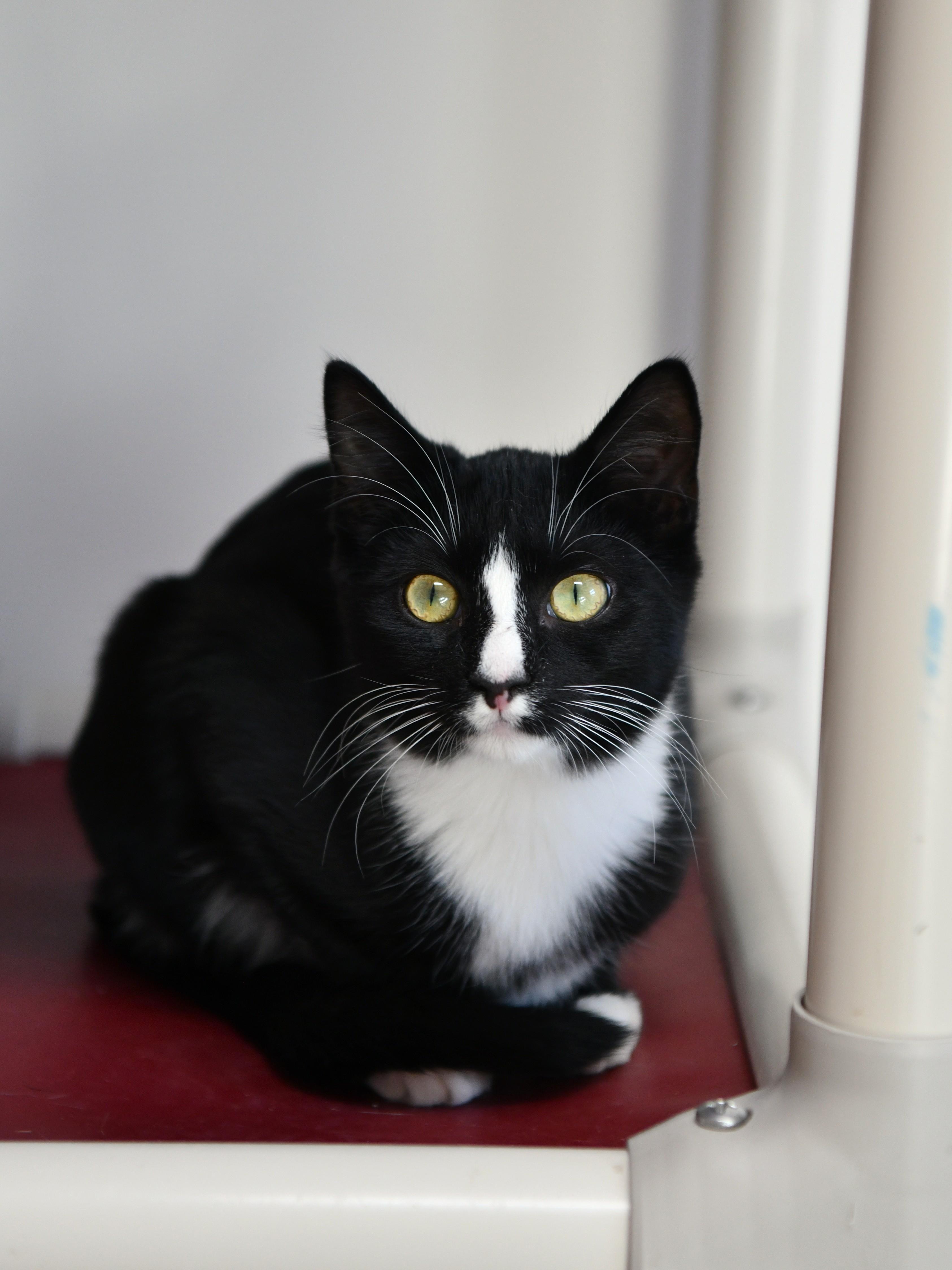 Ember, Adoptable, Young Male Domestic Short Hair.