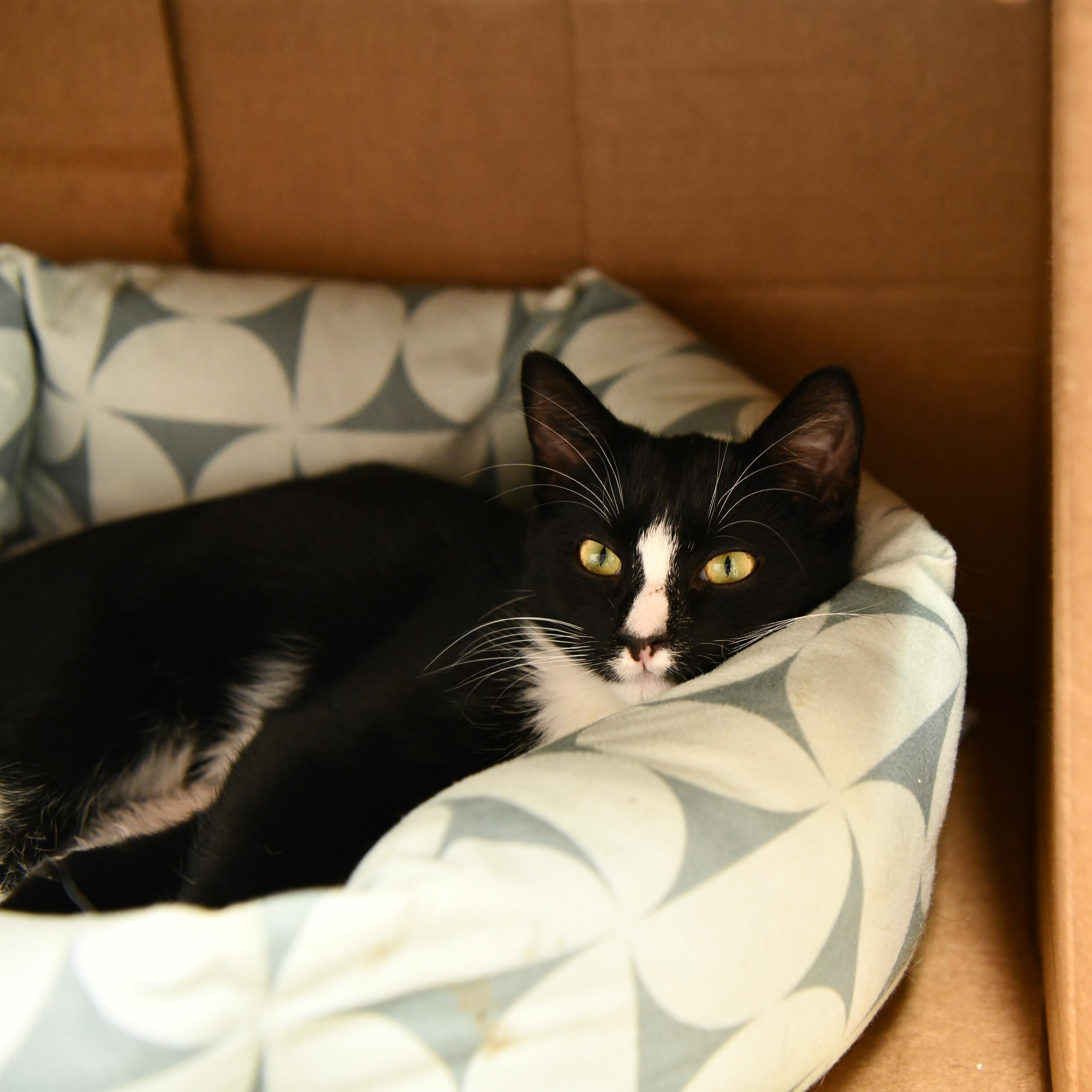 Ember, Adoptable, Young Male Domestic Short Hair.