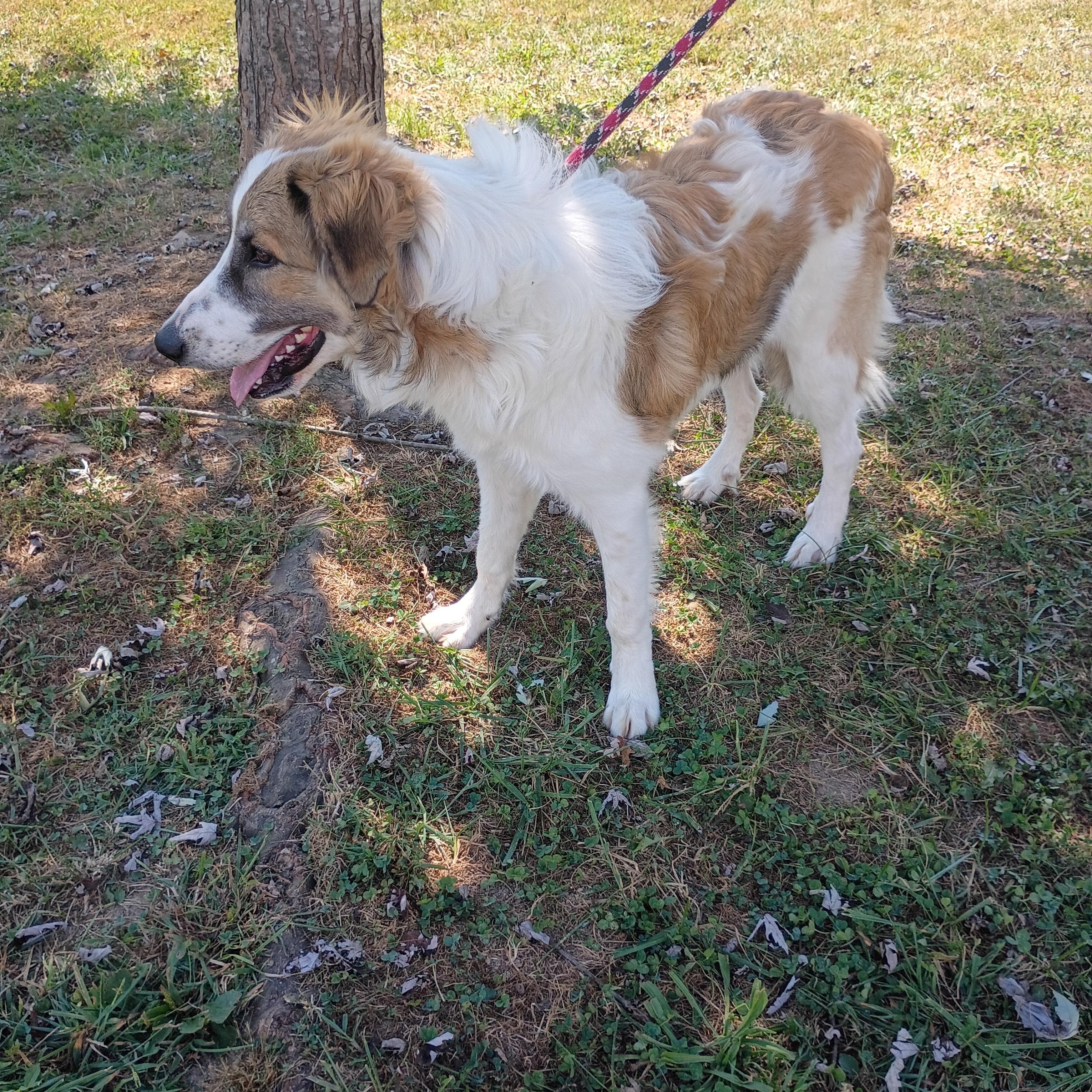 Brutus, Adoptable, Adult Male Collie & Australian Cattle Dog / Blue Heeler.