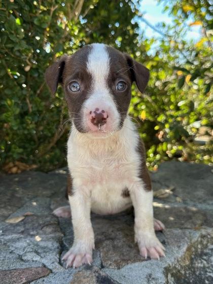 Enlarge Krystal, a Adoptable mixed breed in Moultrie, GA image 2/2