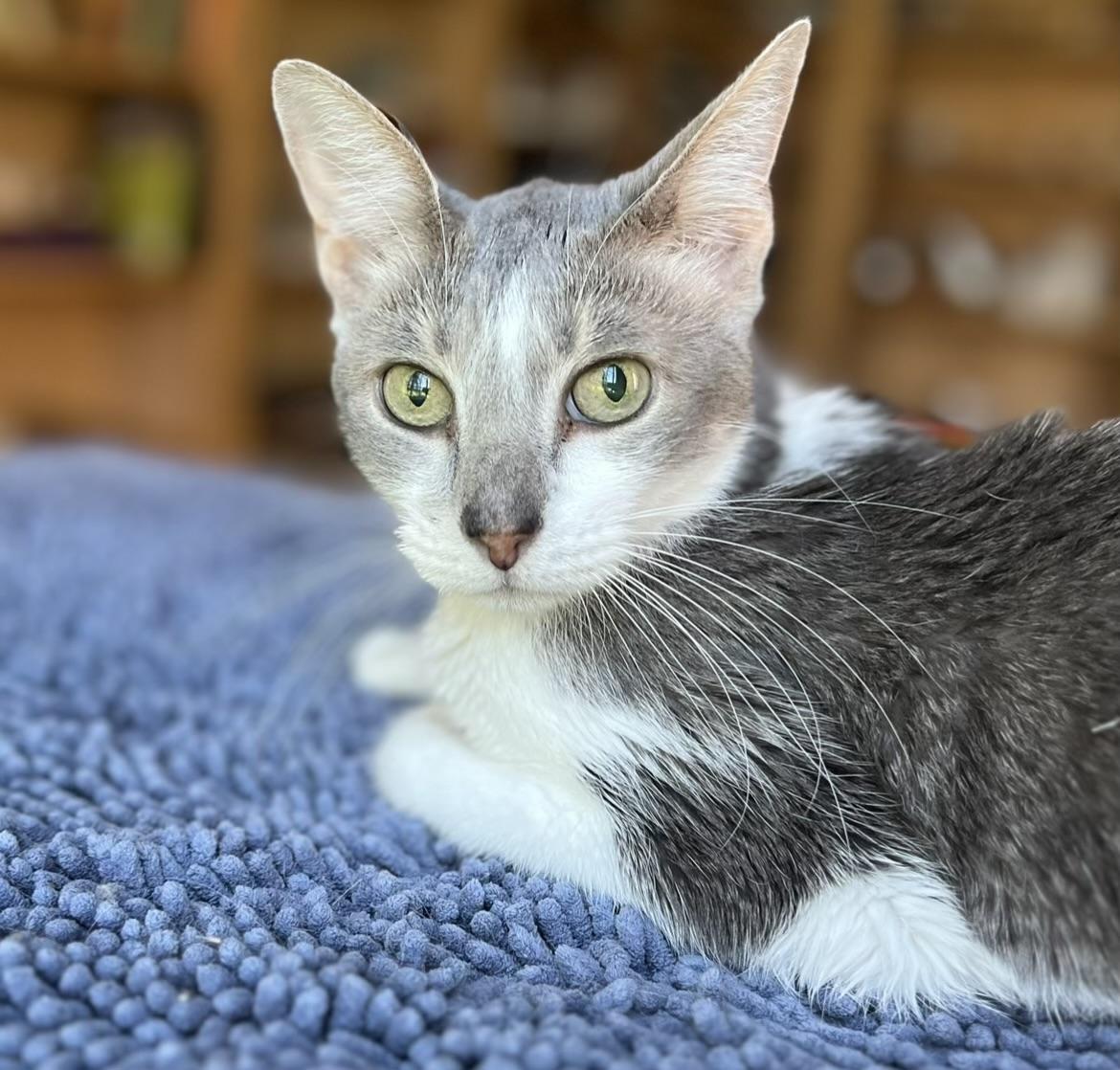 Enlarge GRACIE, a Adoptable Domestic Short Hair in valparaiso, IN image 6/6