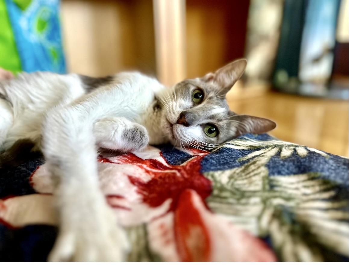 Enlarge GRACIE, a Adoptable Domestic Short Hair in valparaiso, IN image 2/6