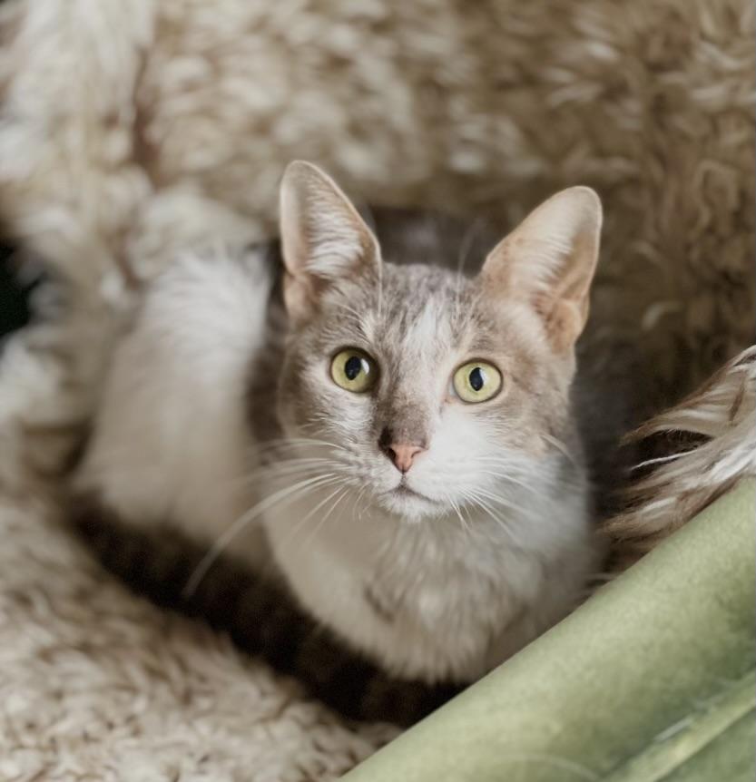 Enlarge GRACIE, a Adoptable Domestic Short Hair in valparaiso, IN image 3/6
