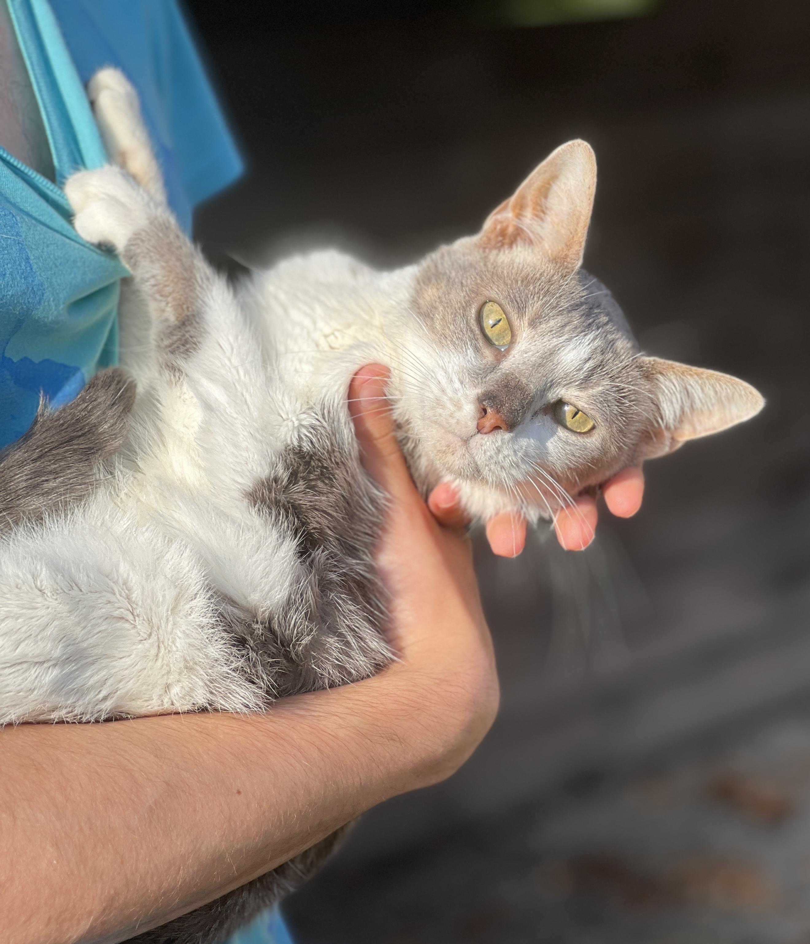 Enlarge GRACIE, a Adoptable Domestic Short Hair in valparaiso, IN image 1/6