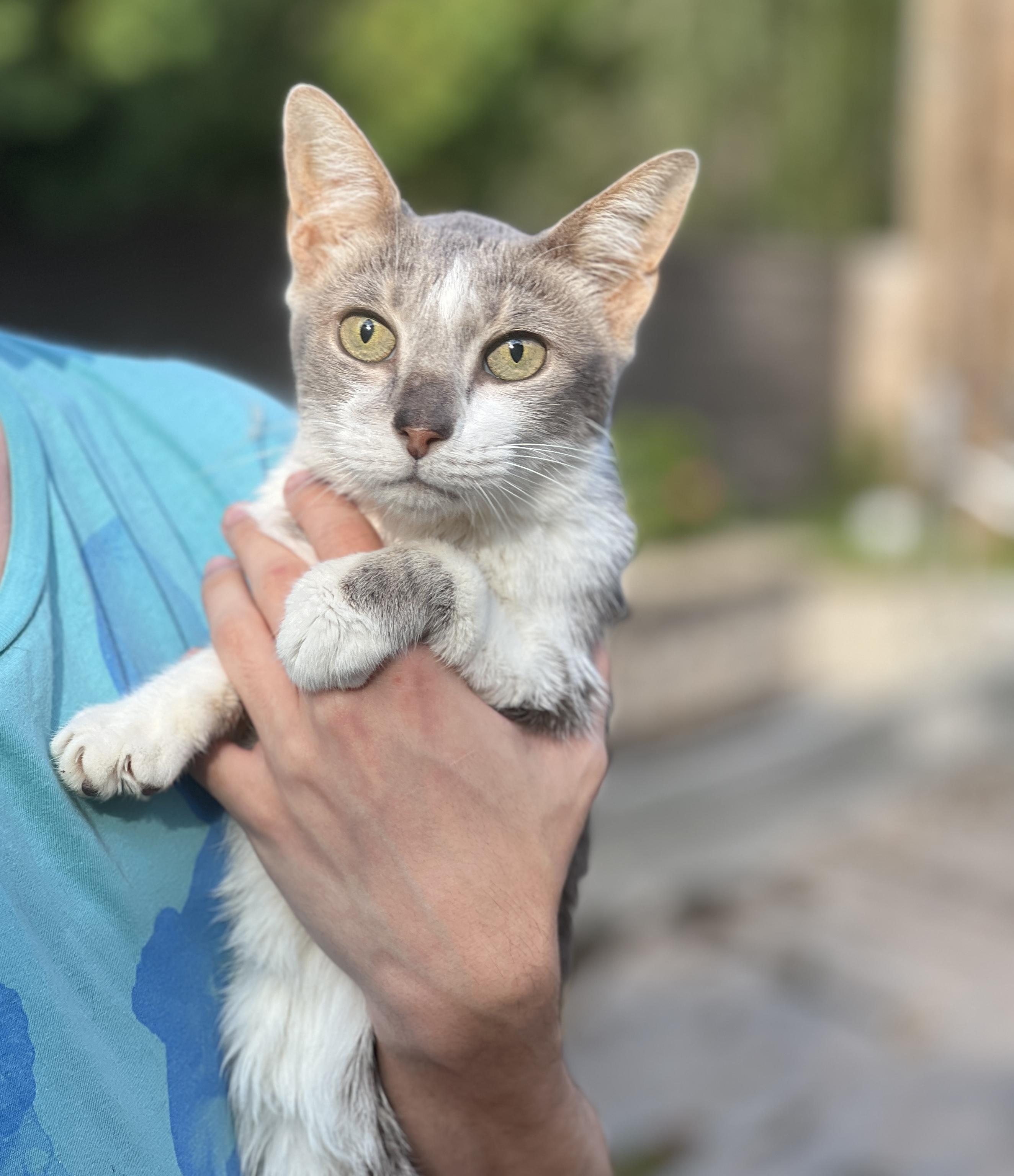 Enlarge GRACIE, a Adoptable Domestic Short Hair in valparaiso, IN image 5/6