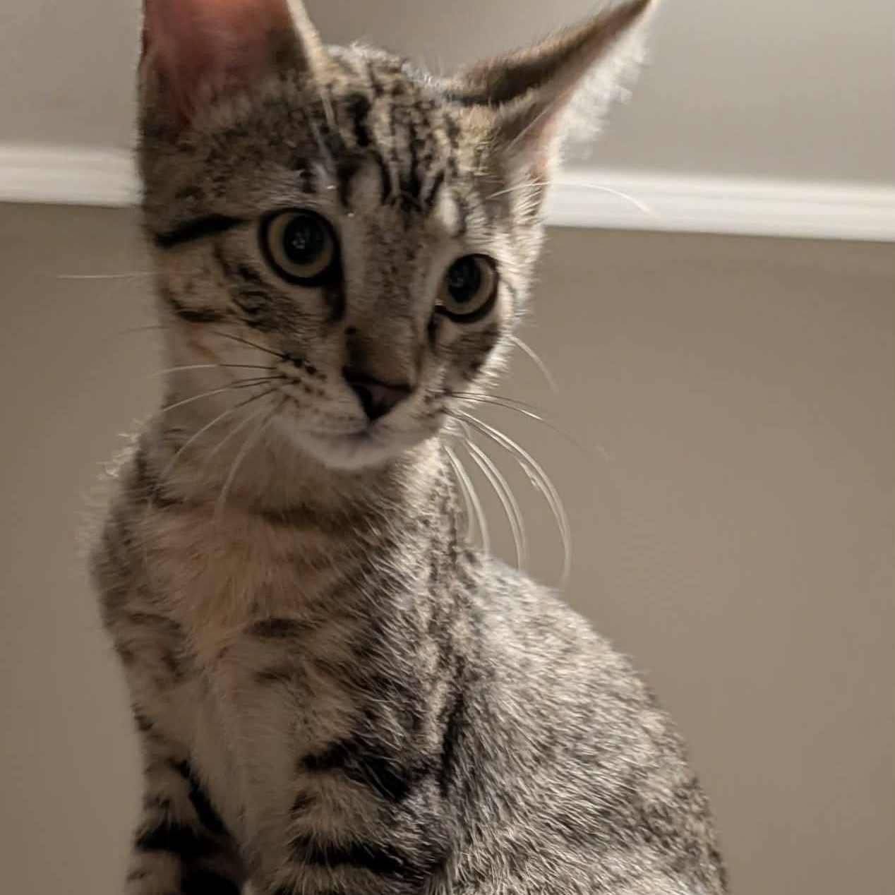 Hooligan, a ADOPTABLE Domestic Short Hair in Memphis, TN image 2/6