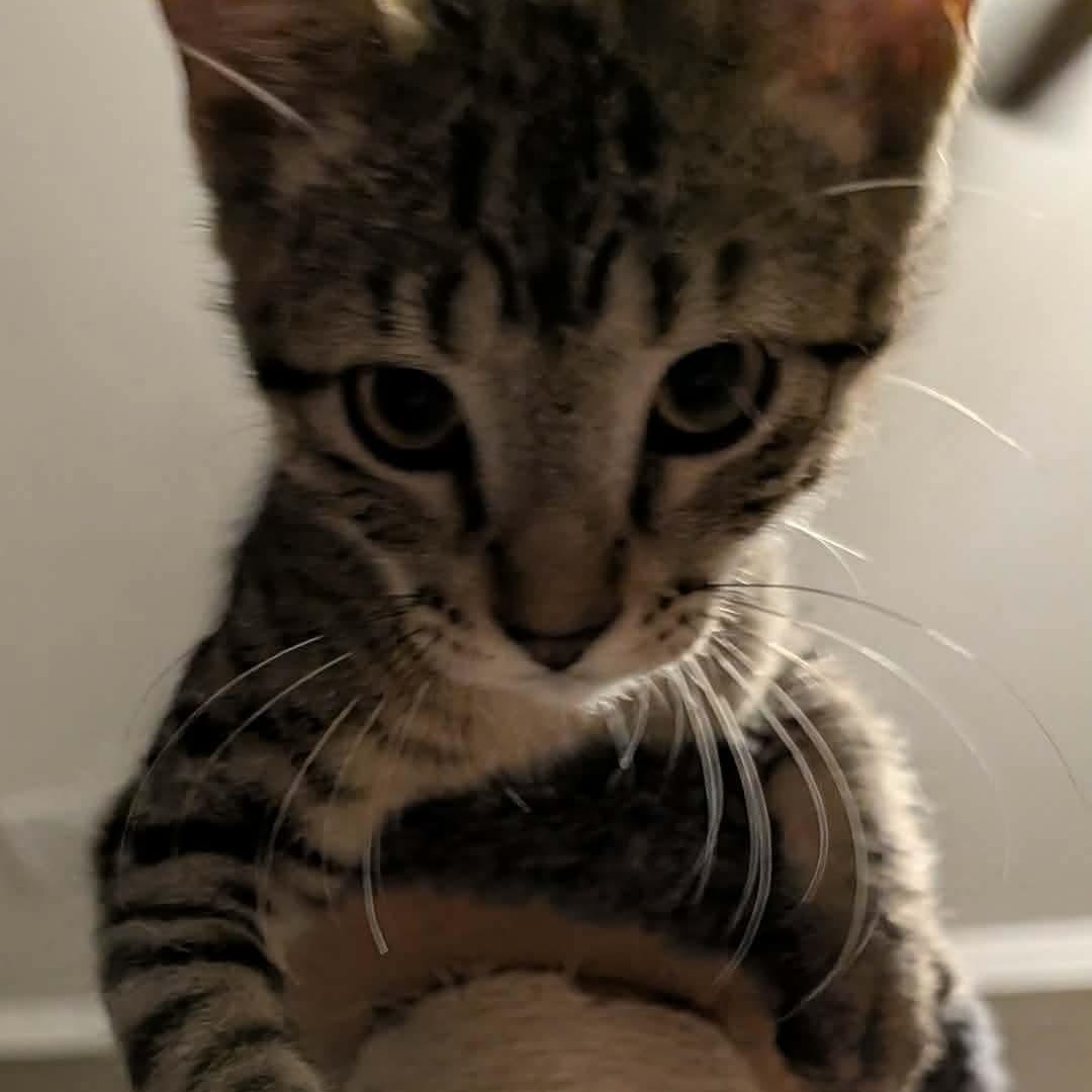 Hooligan, a ADOPTABLE Domestic Short Hair in Memphis, TN image 4/6