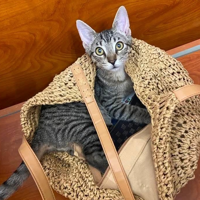 Hooligan, a ADOPTABLE Domestic Short Hair in Memphis, TN image 3/6